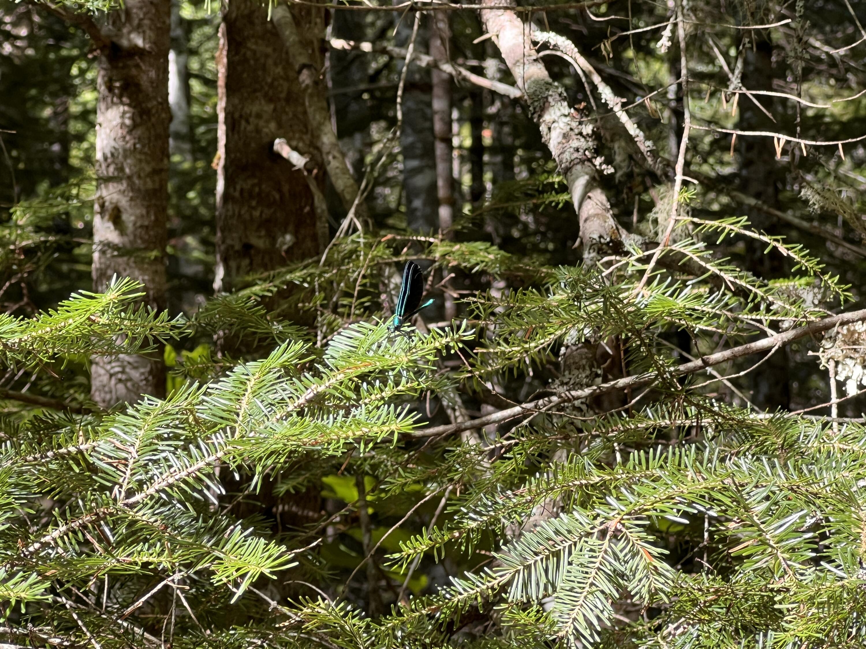 lot 6 & 8 Franklin Realty Road, Haynesville, ME 04497 Damsel Fly
