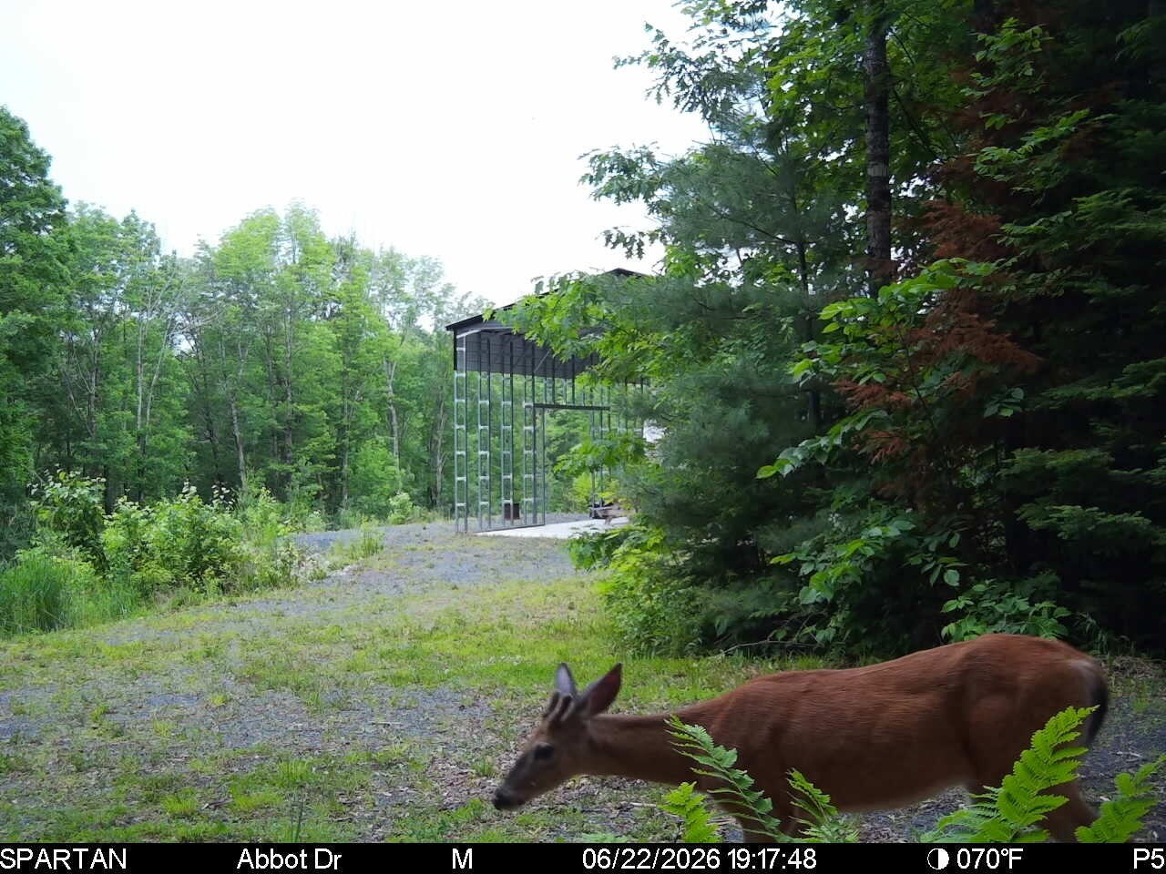 22 Monument Road, Abbot, ME 04406 Deer1