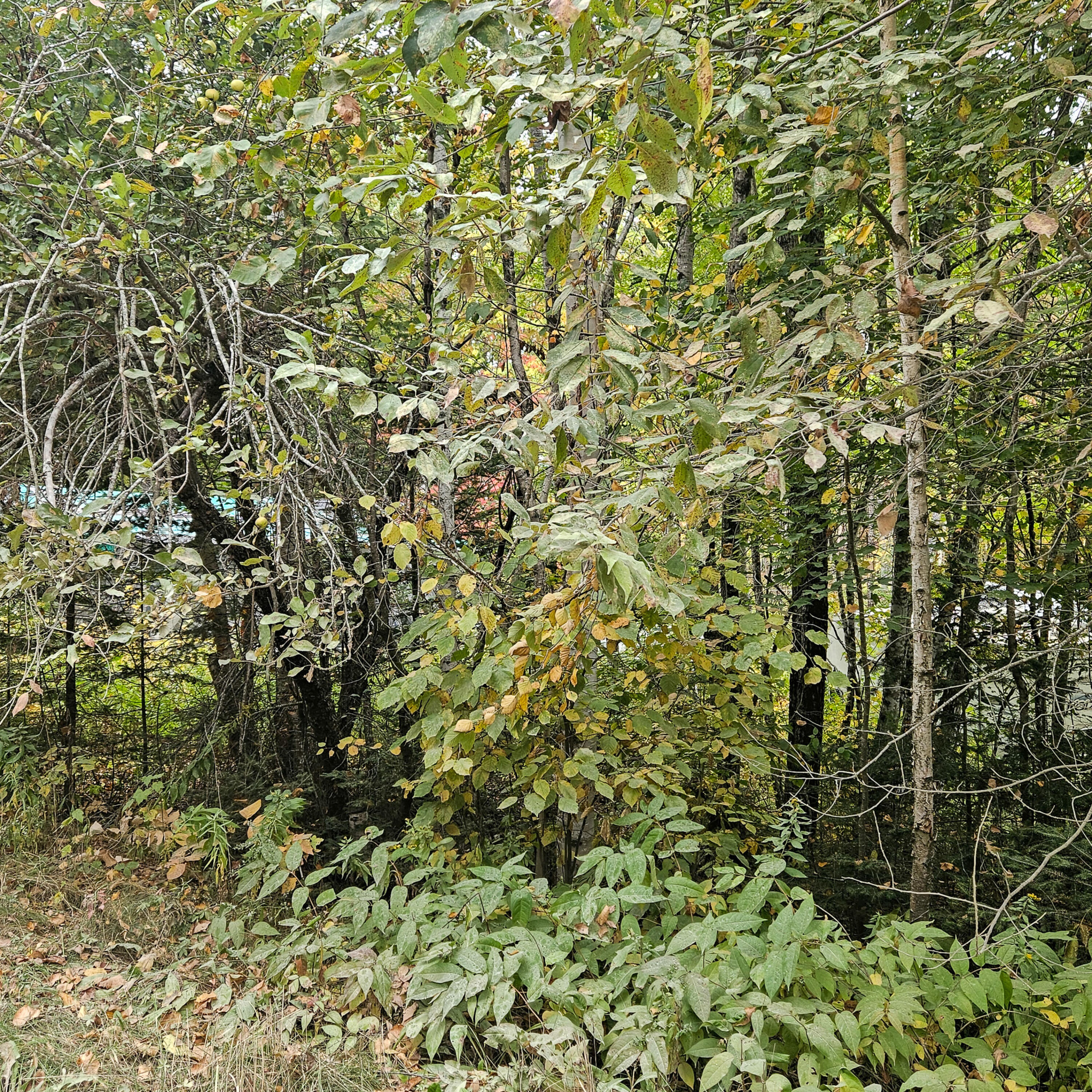 206 Morrison Farm Road, Mariaville, ME, 04605