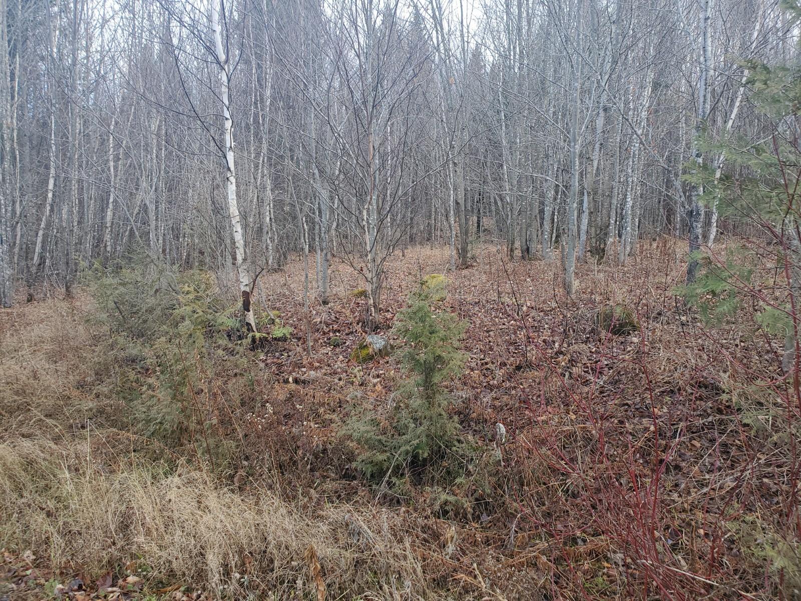 Lot 4 West of May Mountain Road, Island Falls, ME, 04747