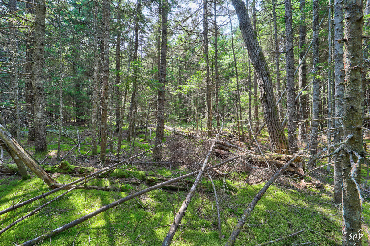 Lot 3 Bear Springs Lane, Surry, ME, 04684