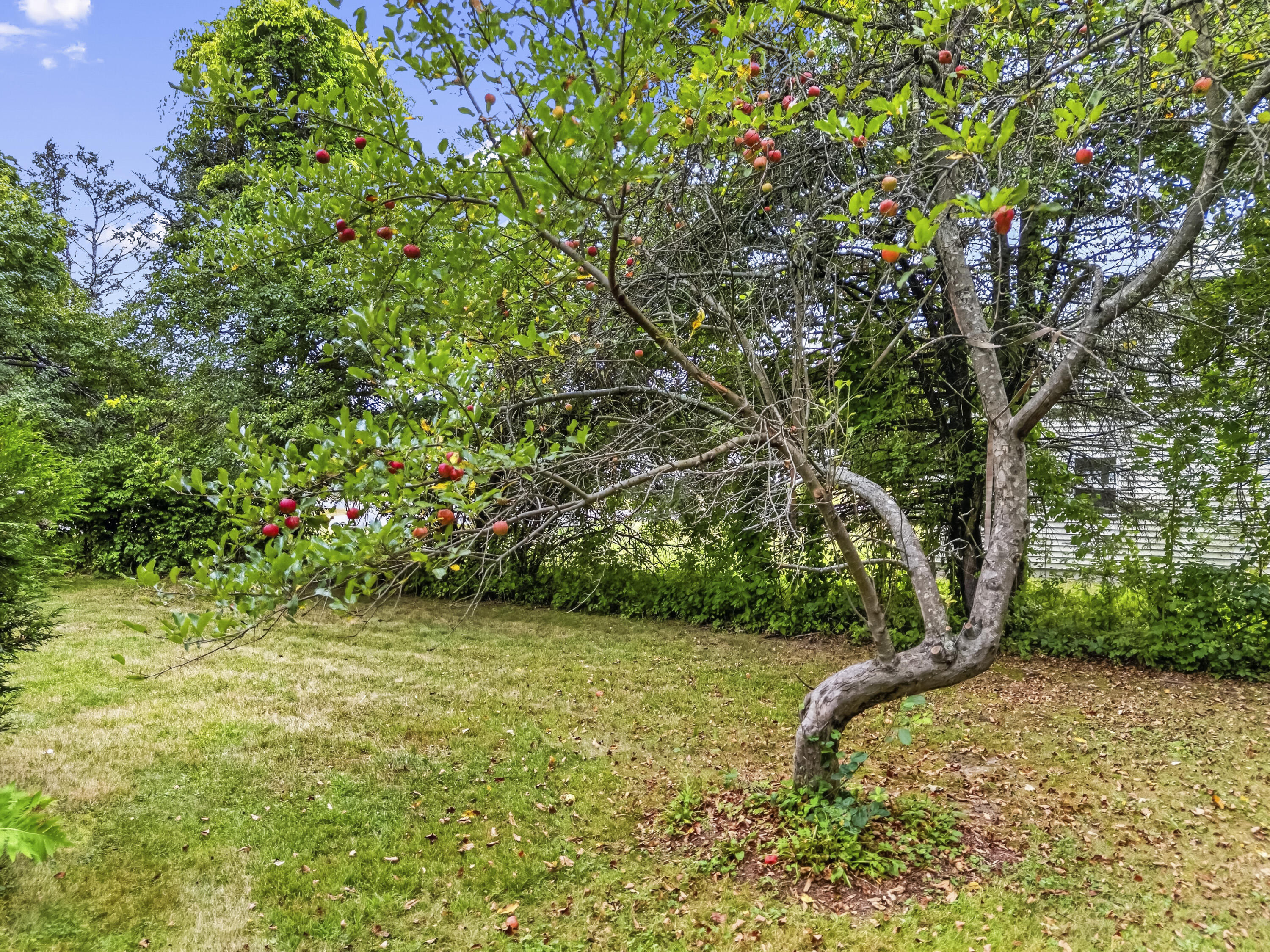 313 Portland Street, Berwick, ME 03901 Back Yard