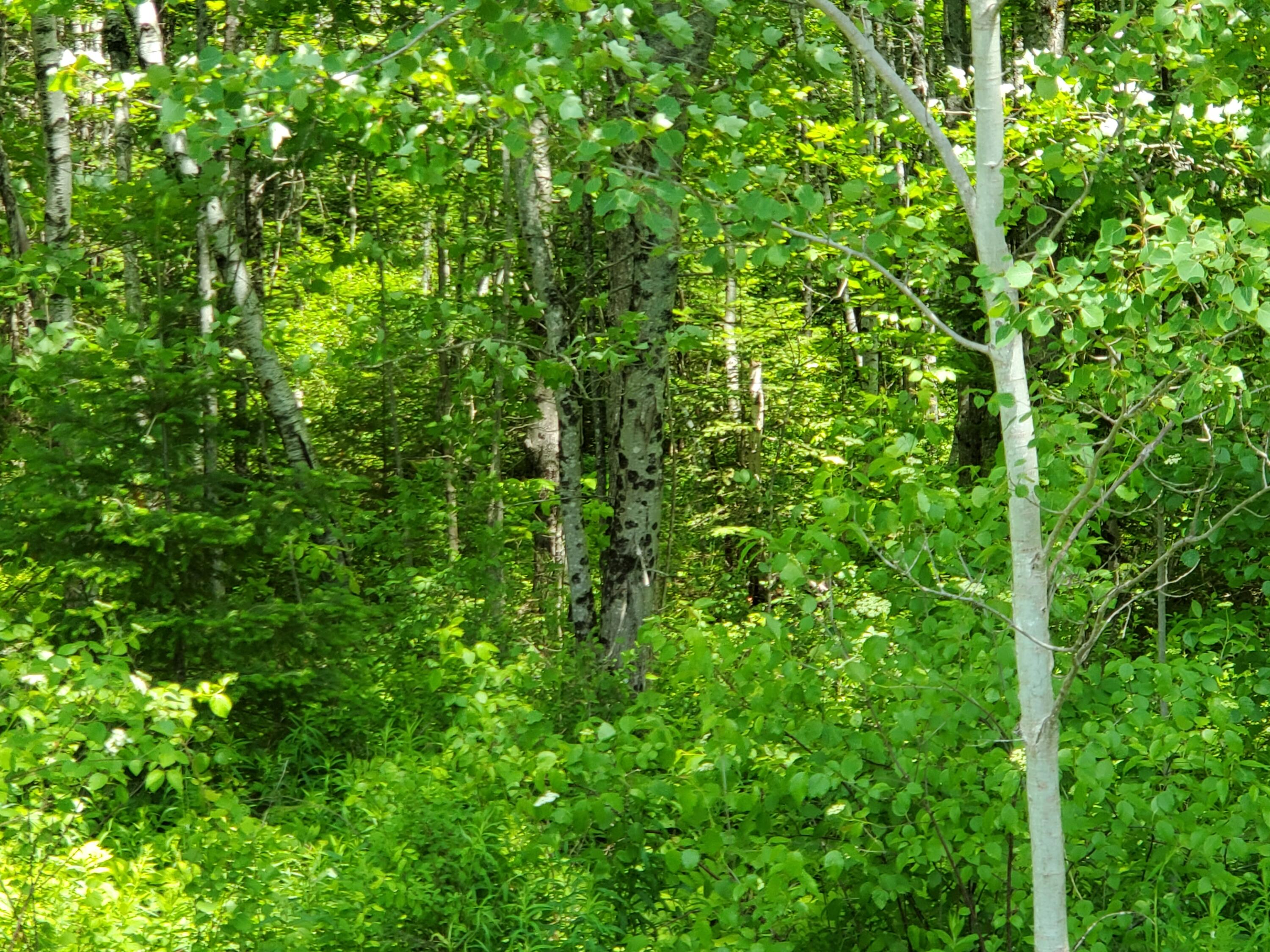 M 5 Lot 40 Morgan Road, Burnham, ME, 04922