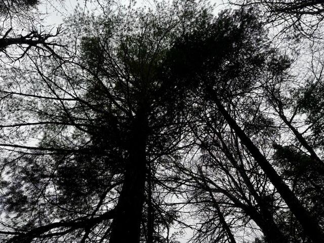 SO 001 Plan 2 Lot 16.1 Long Falls Dam Road, Lexington Twp, ME, 04961