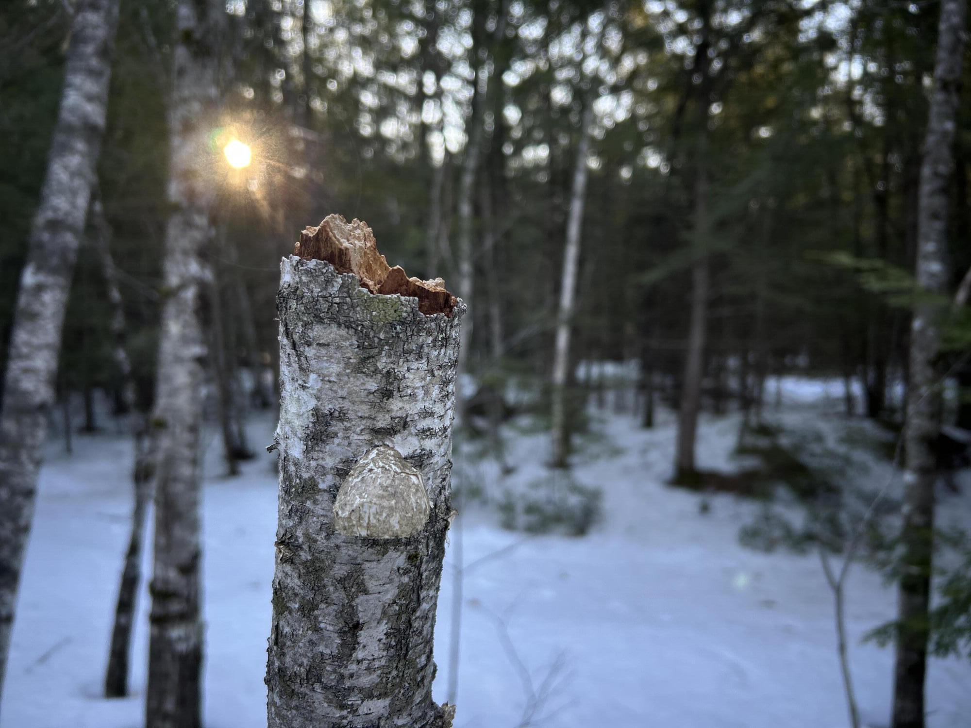 Map13Lot11 Field View Road, Fryeburg, ME, 04037