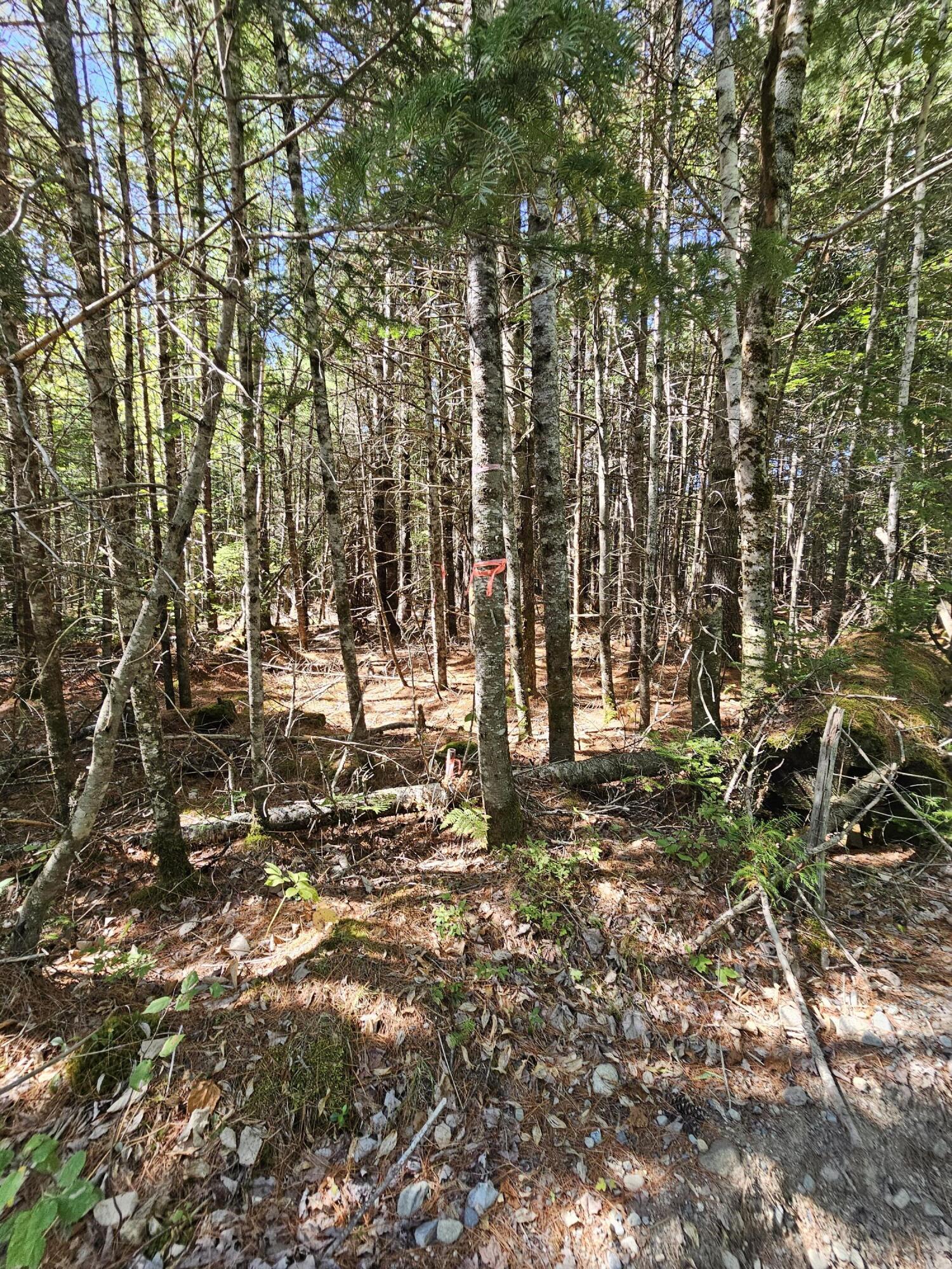 M 3, L 9 Off Eastern Ridge Road, Northfield, ME, 04654