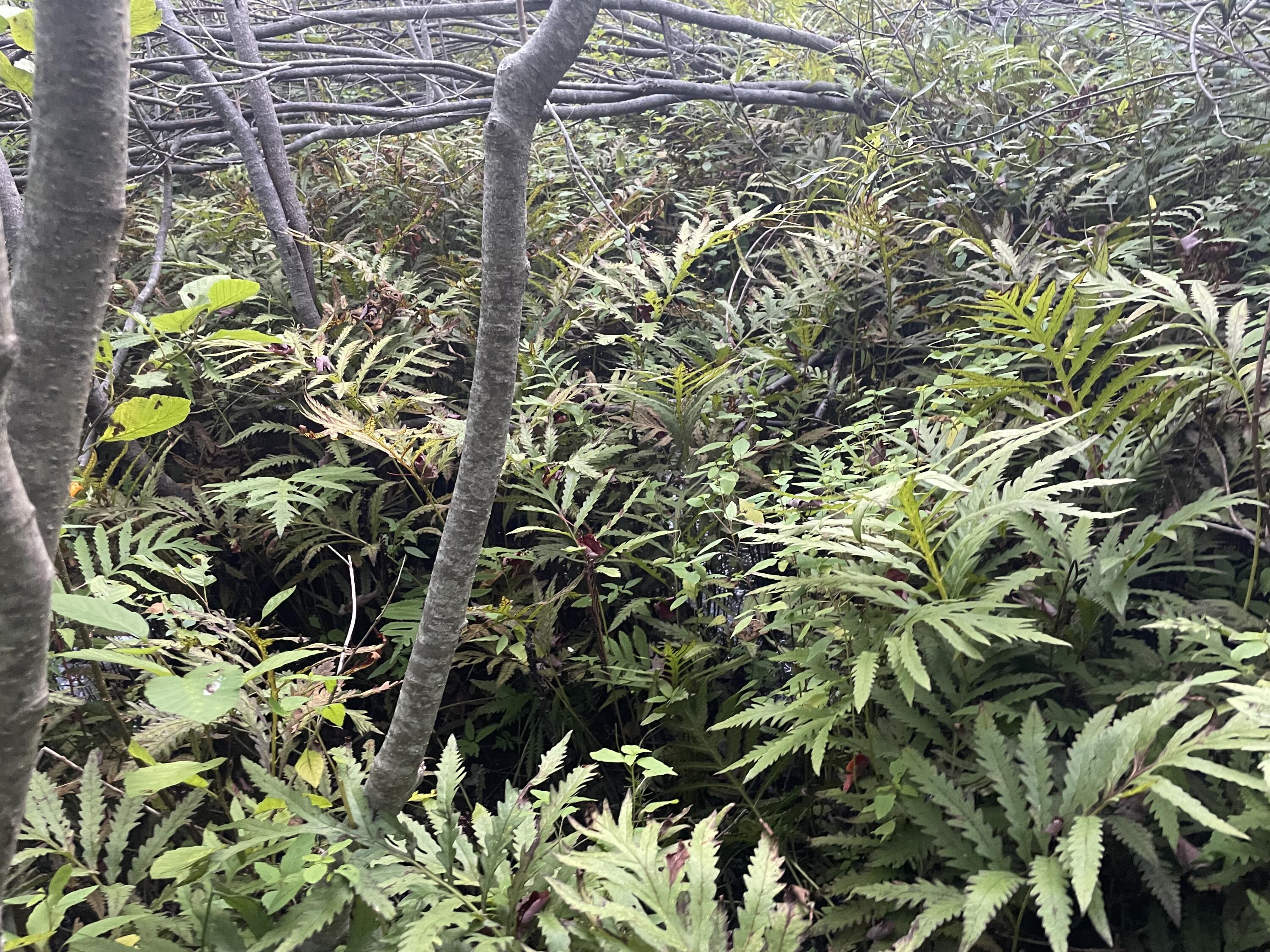 0 Cross Street, Manchester, ME, 04351