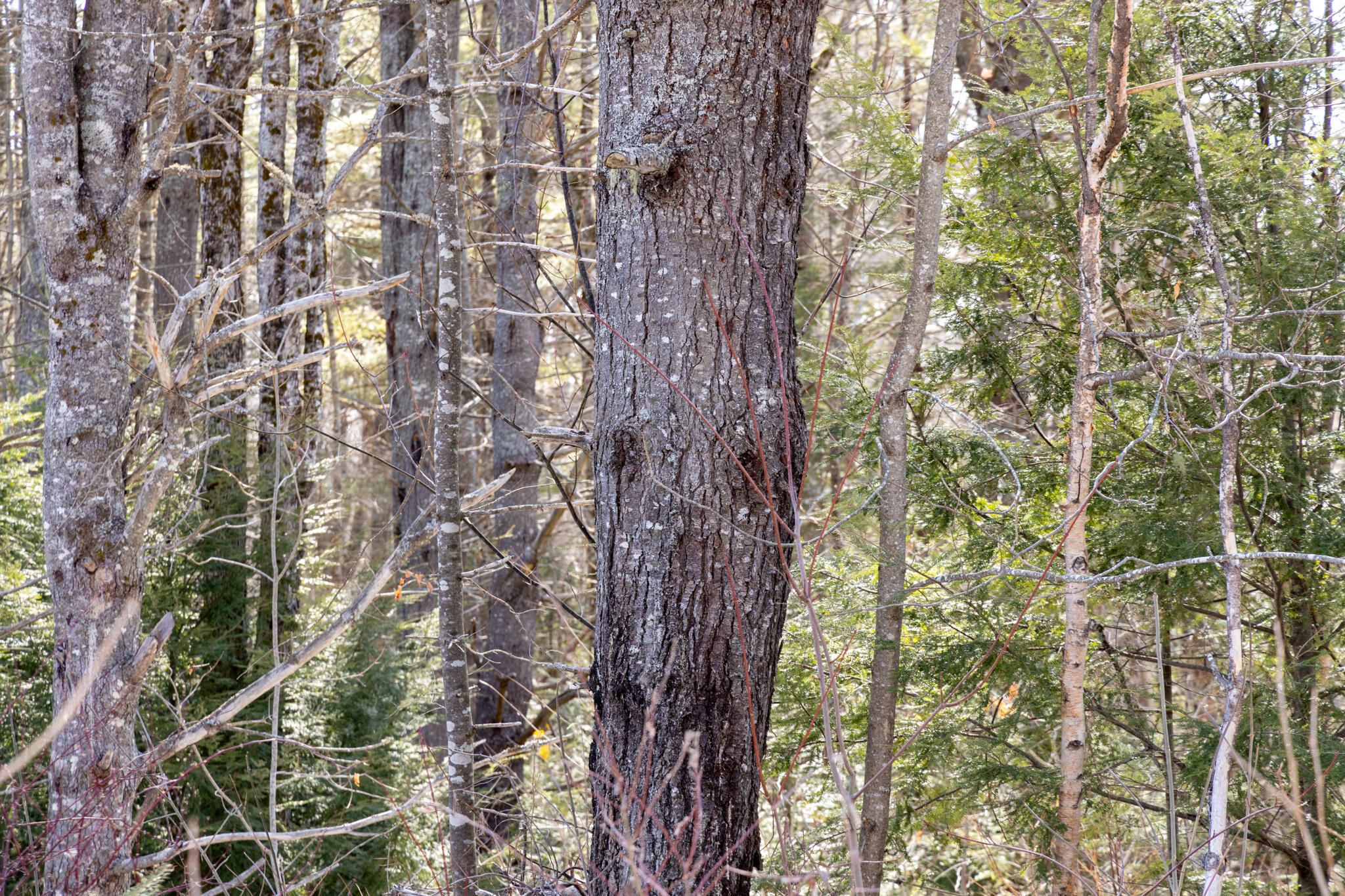 258 Jefferson Street, Waldoboro, ME, 04572