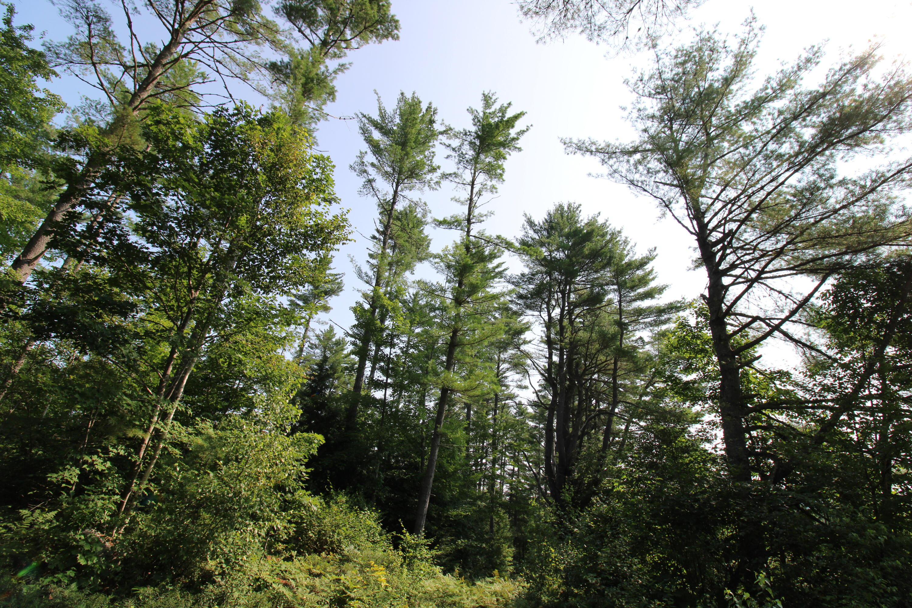 Lot 12 Bear Pond Road, Waterford, ME, 04088