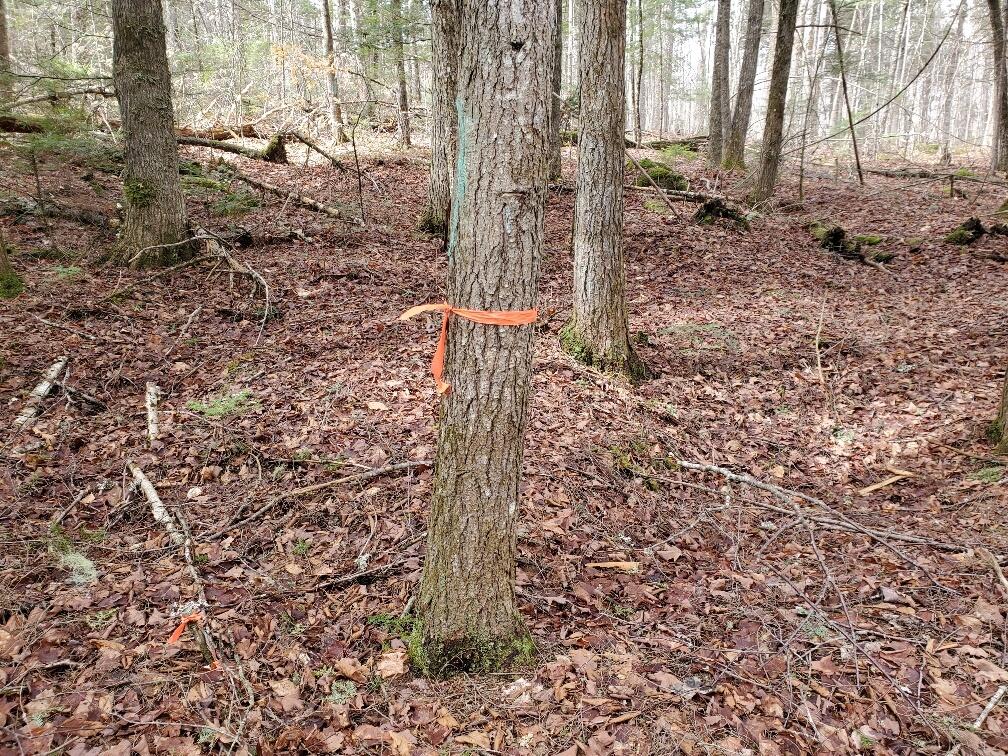 0 Sandy Beach Road, Danforth, ME, 04424