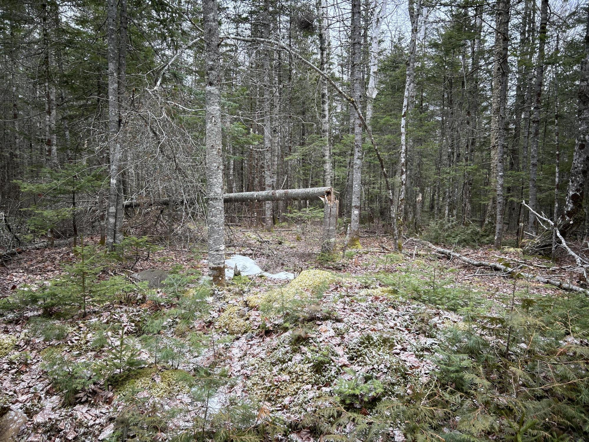 WA31P01L21 Kings Street, Dennysville, ME, 04628