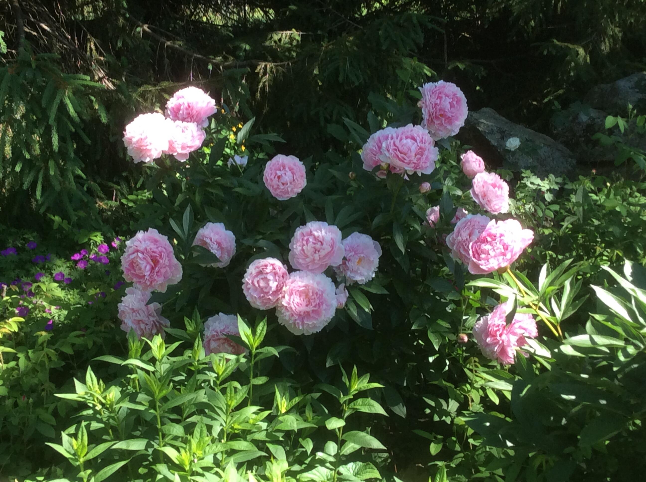 482 Back Road, Shapleigh, ME, 04076