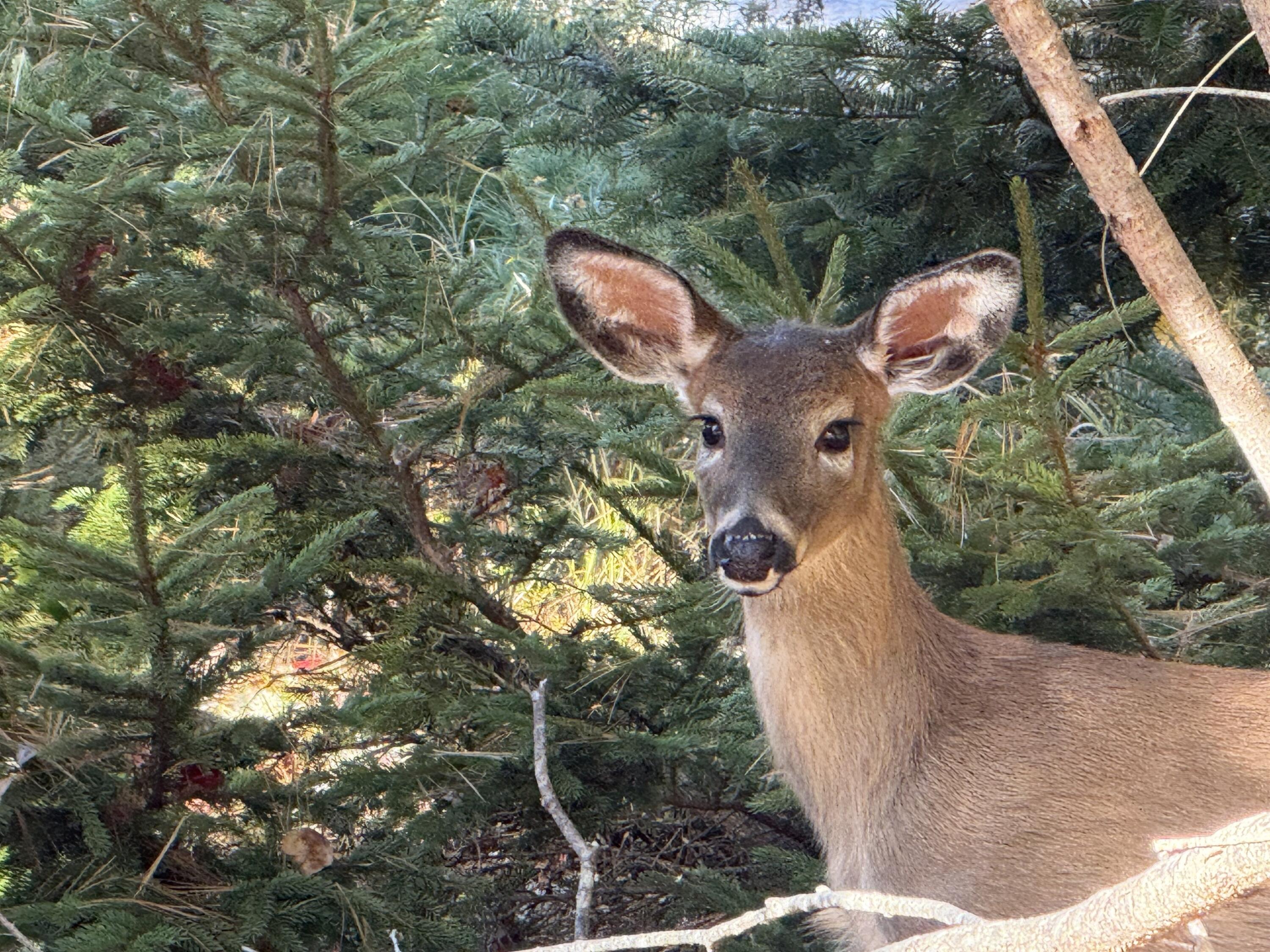 82 Falcon Lane, Lamoine, ME, 04605