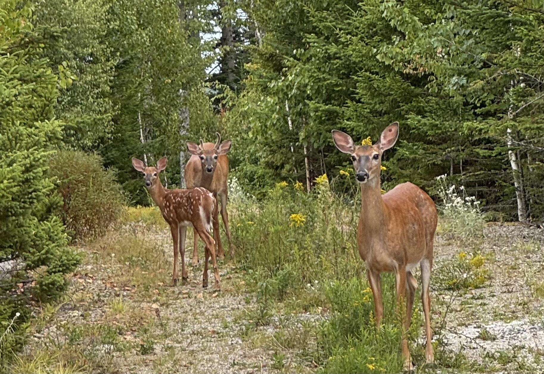 49 Peninsula Shores Road, Gouldsboro, ME, 04624