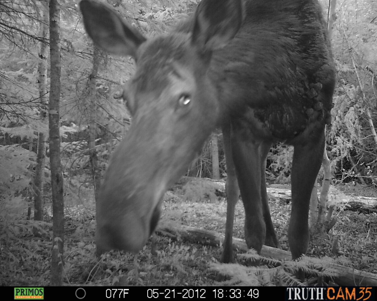 Lot UNIT&nbsp;3 Pleine Road, Saint Agatha, ME, 04772