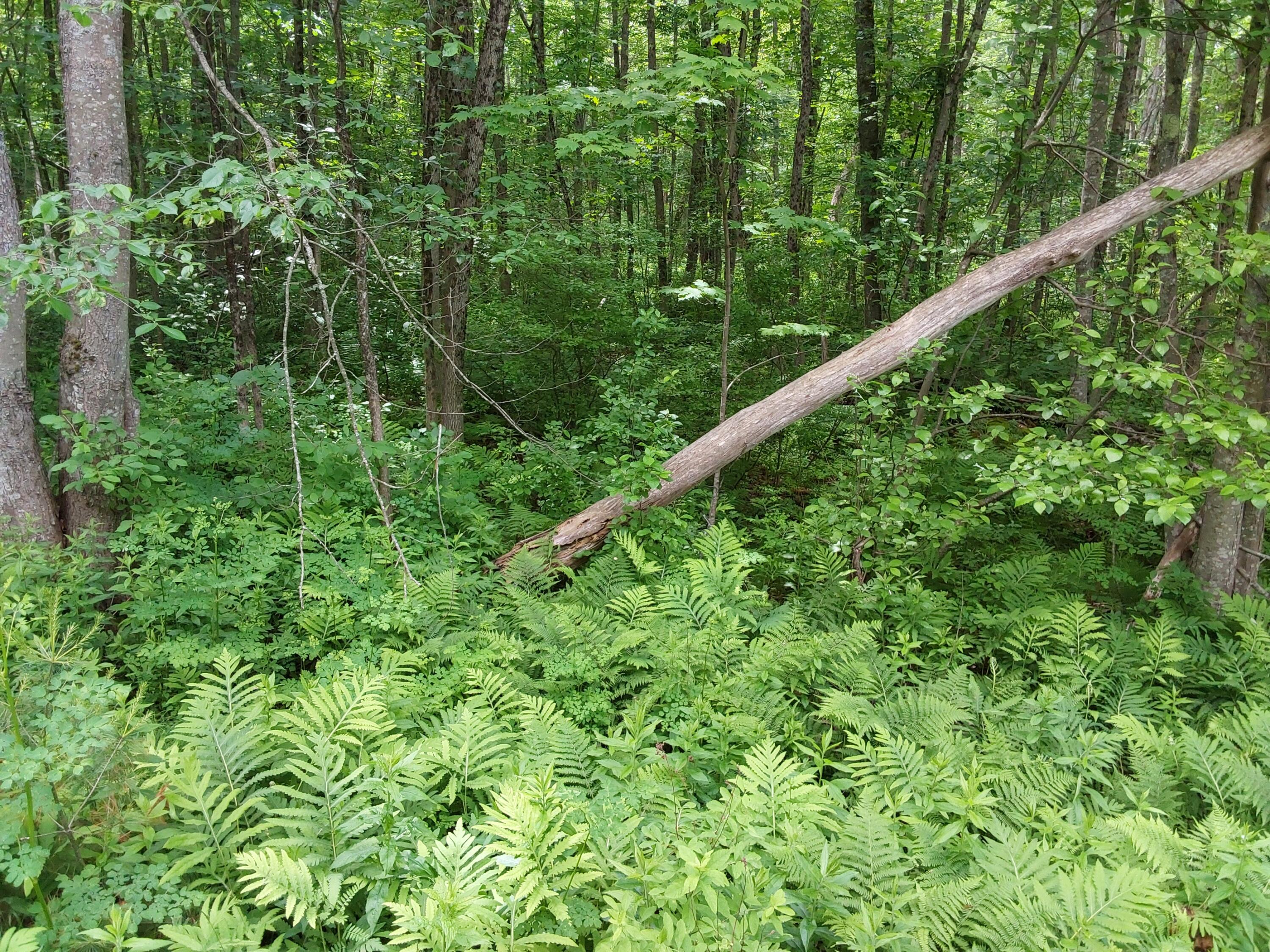 M19-L16-1 Augsuta Road, Jefferson, ME, 04348
