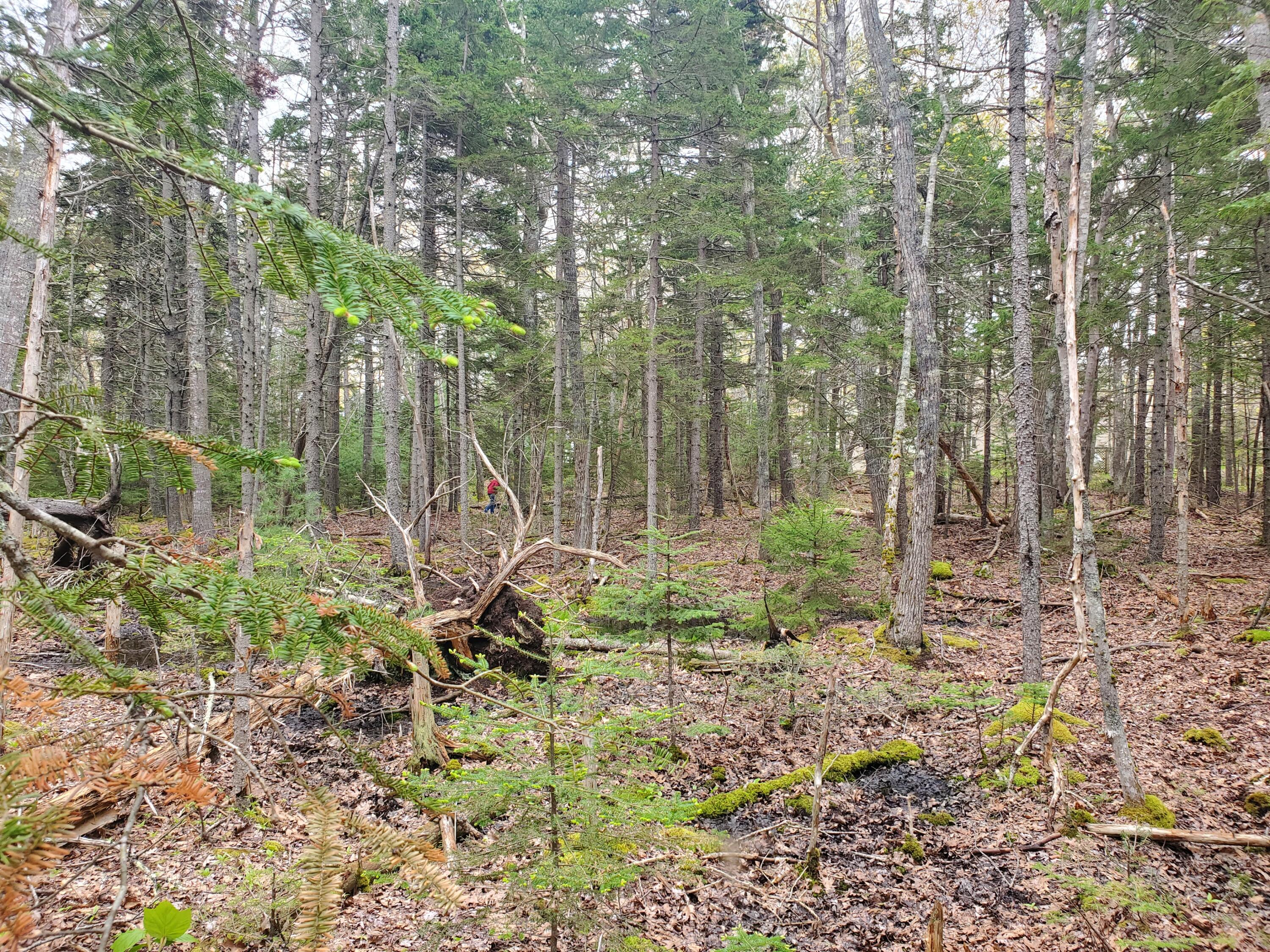 36 Eastwood Court, Bristol, ME, 04539