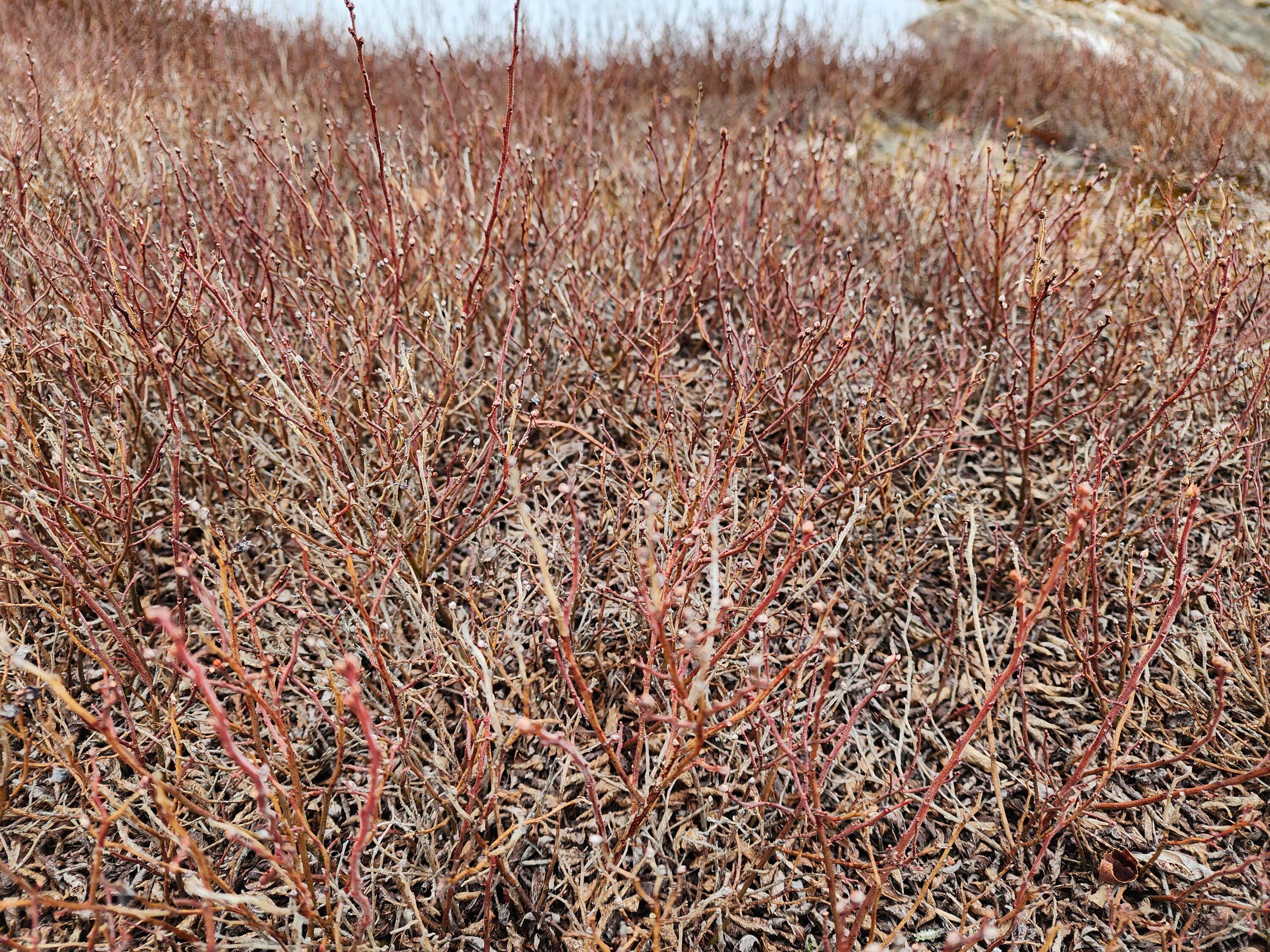 1 Whispering Berries Hill, Liberty, ME, 04949