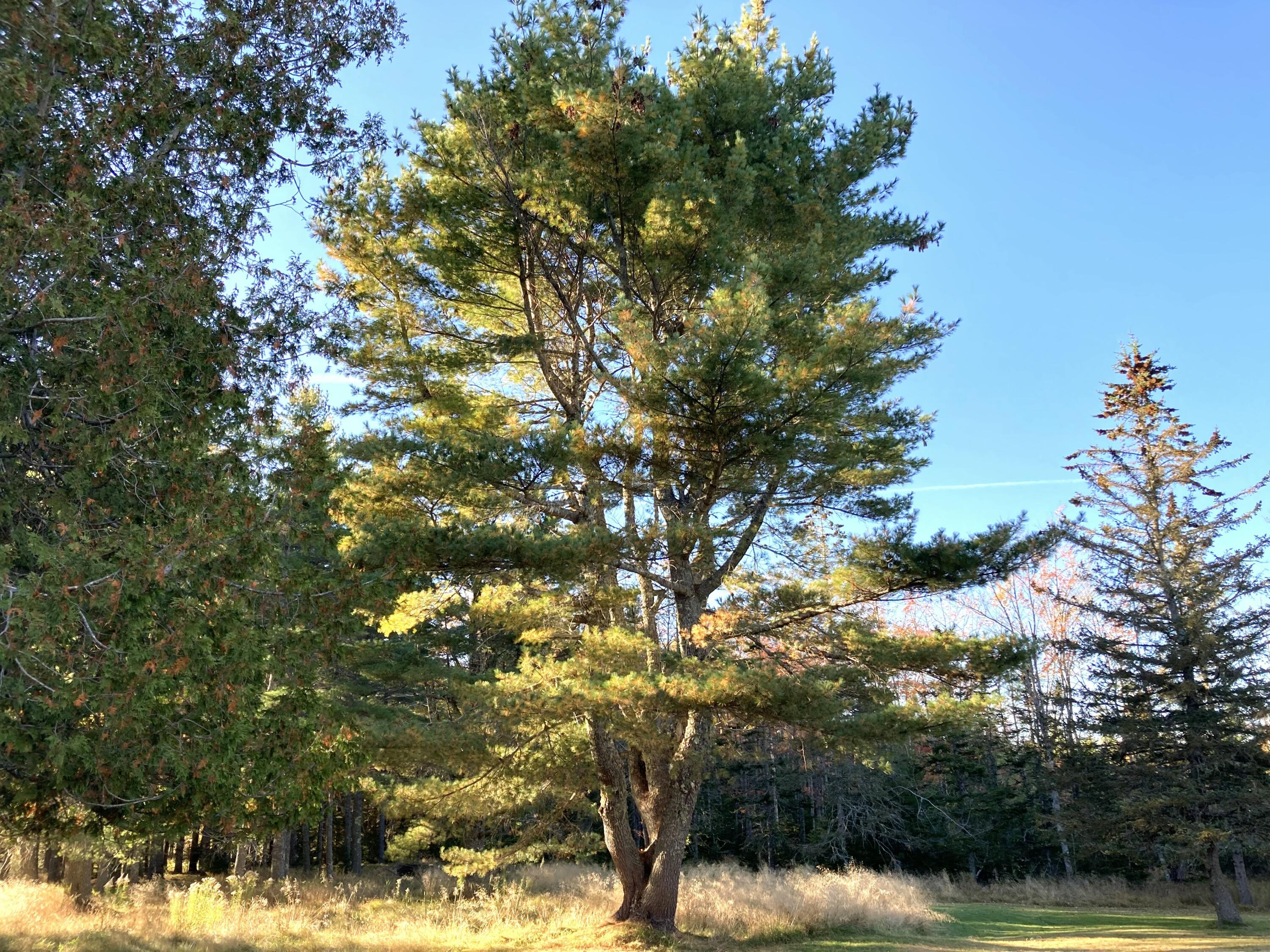 122 Cross Road, Hancock, ME, 04640