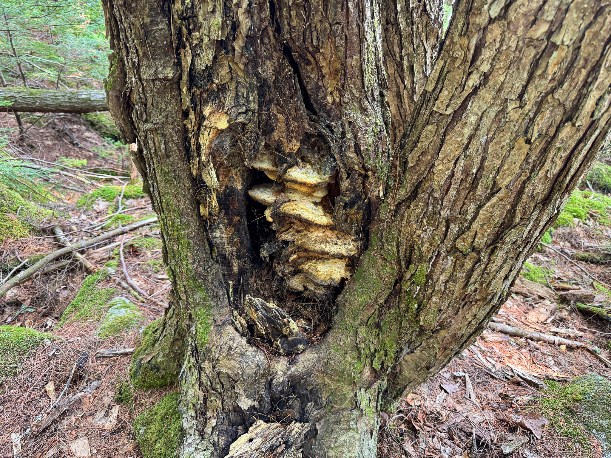 P/O M29L23 Bluff Road, Enfield, ME, 04493