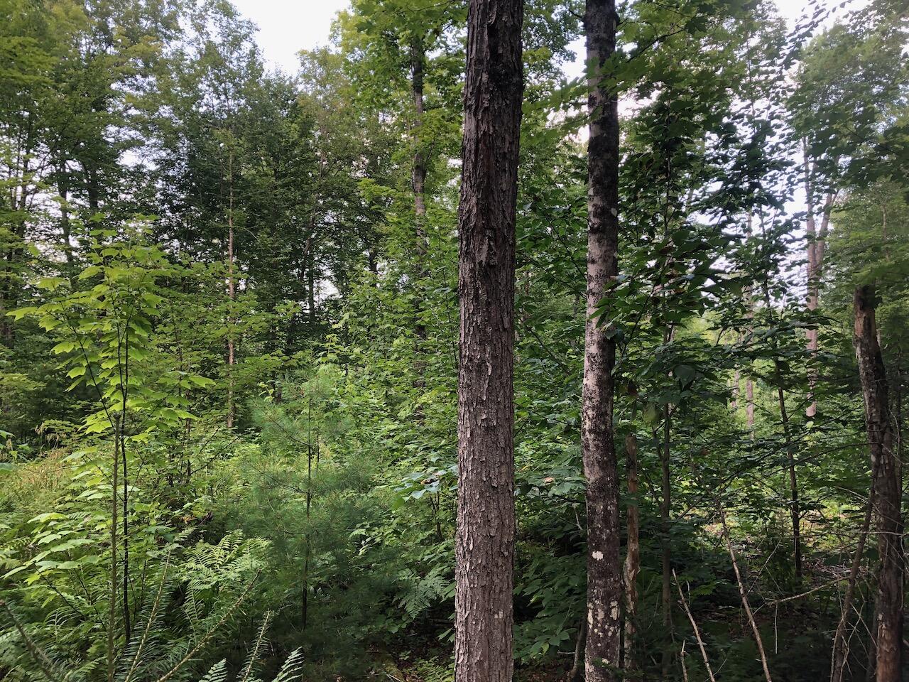 06 Swett Brook Lane, Weld, ME, 04285