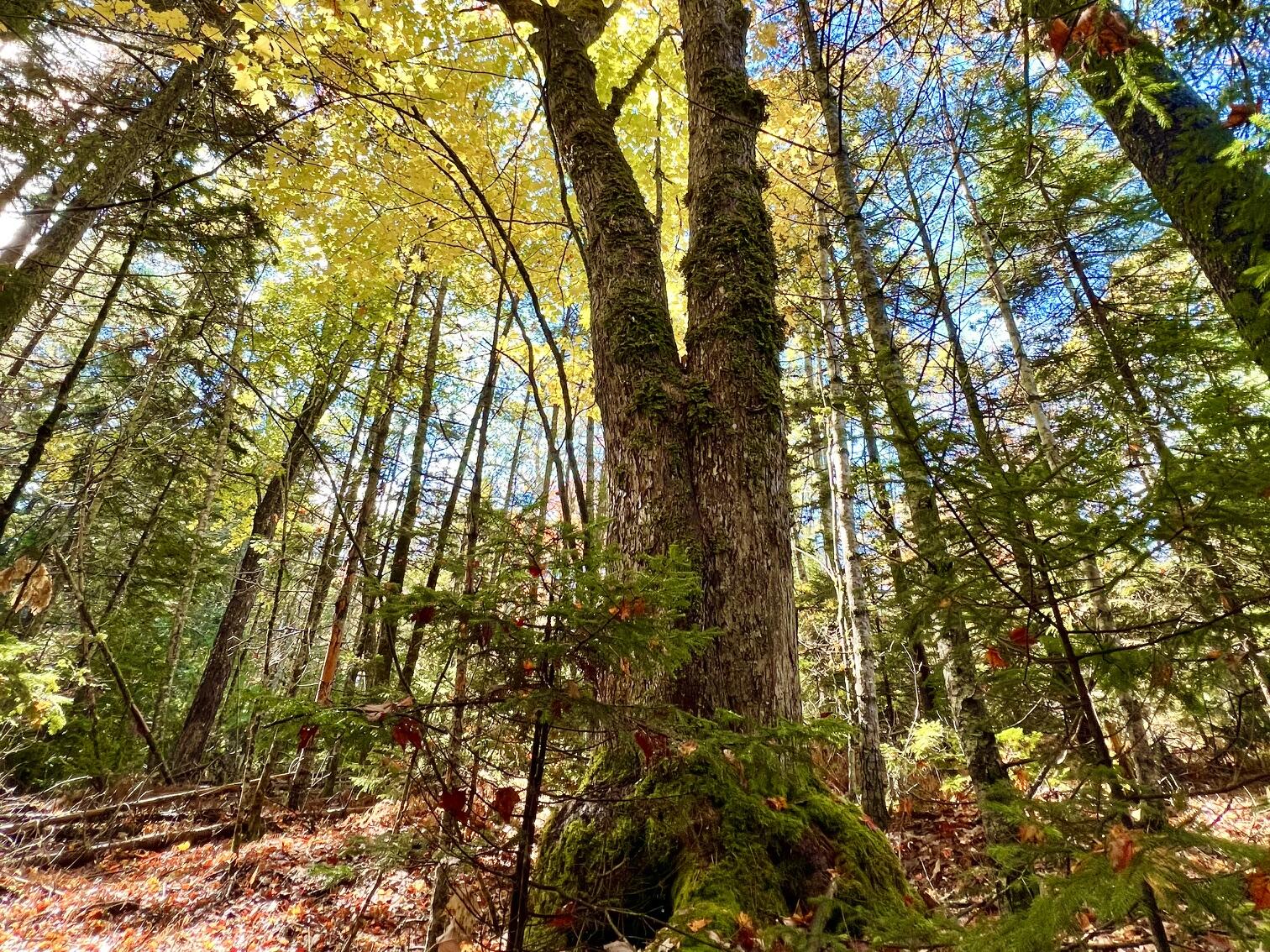 Photo of Lot #E Windsong Way South Bristol ME 04573