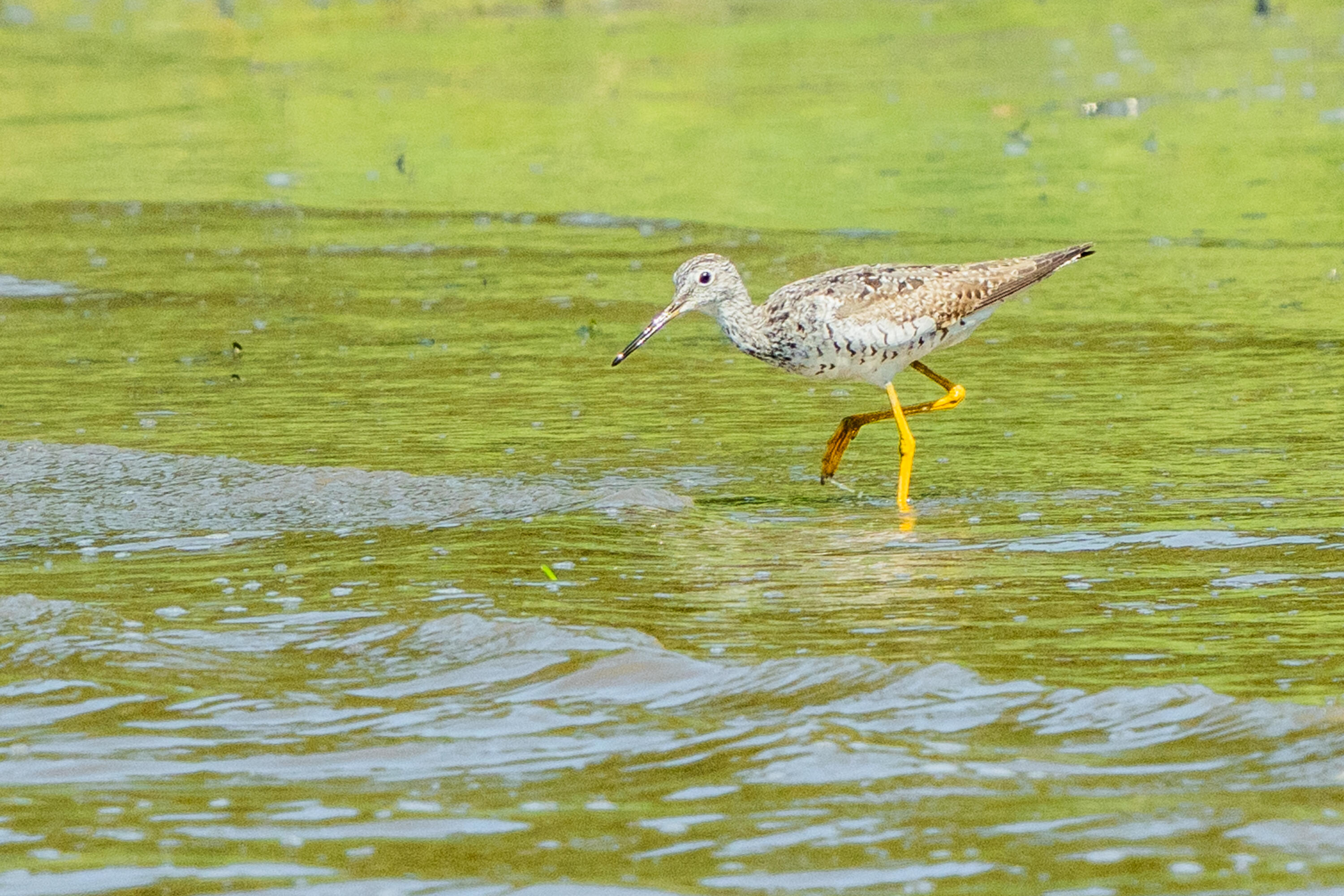 46 River Edge Drive, Woolwich, ME, 04579