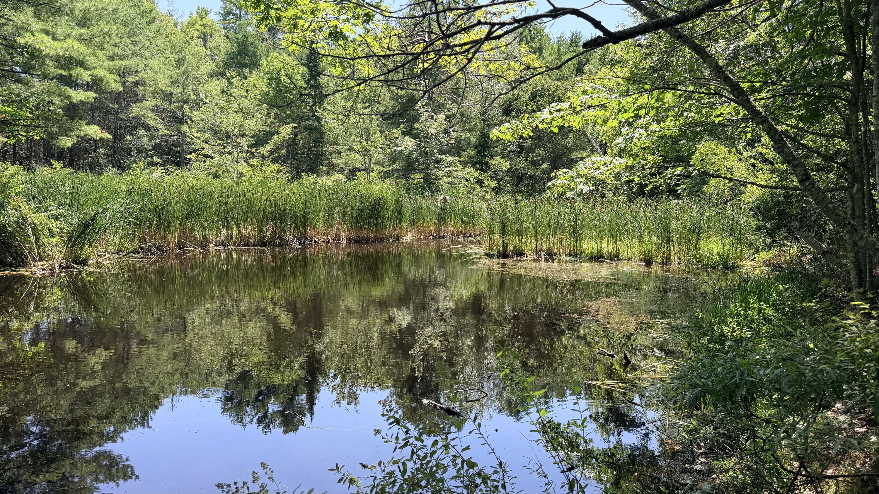 Pond 2