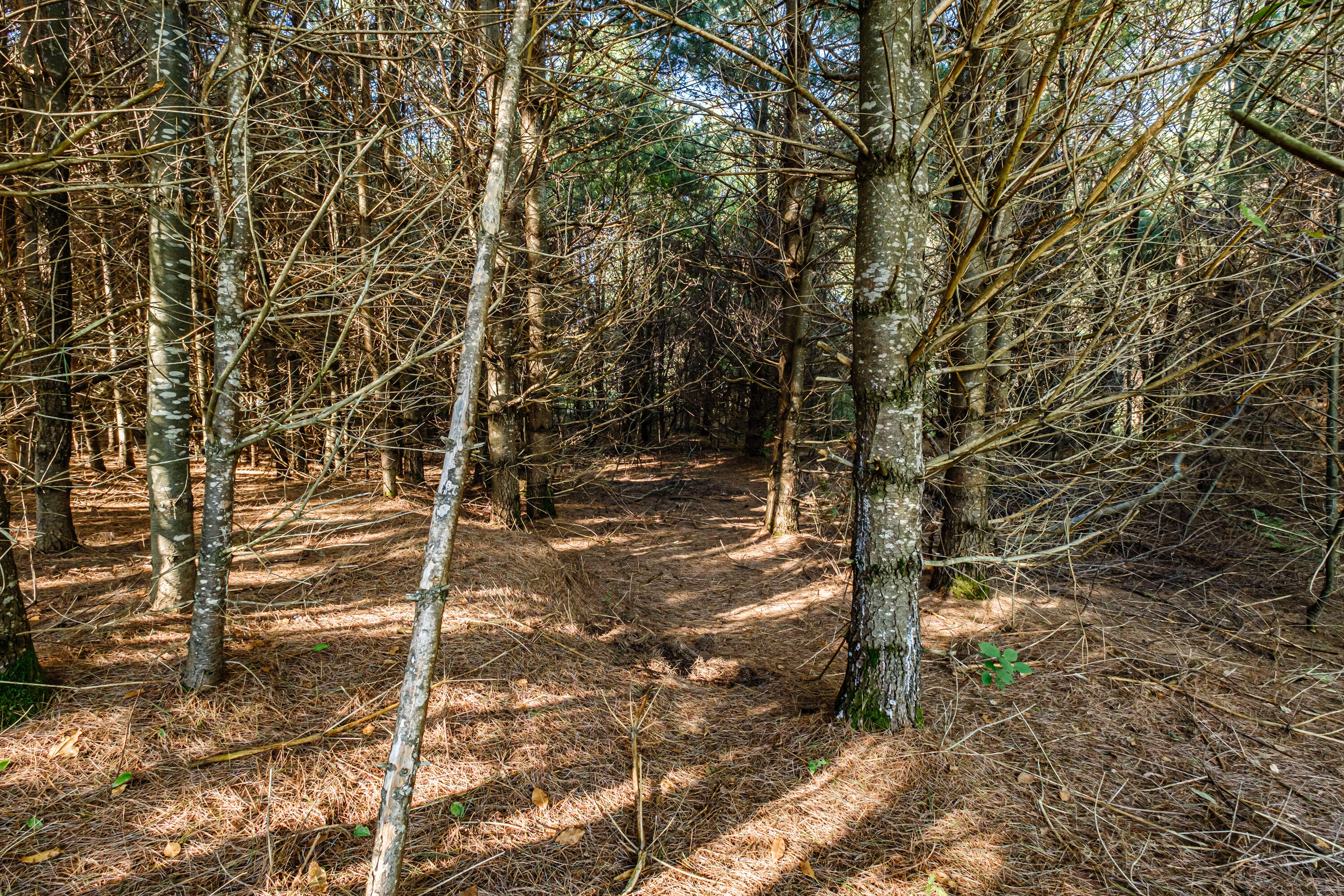 5 Meadowlark Road, Woodstock, ME, 04219-6121