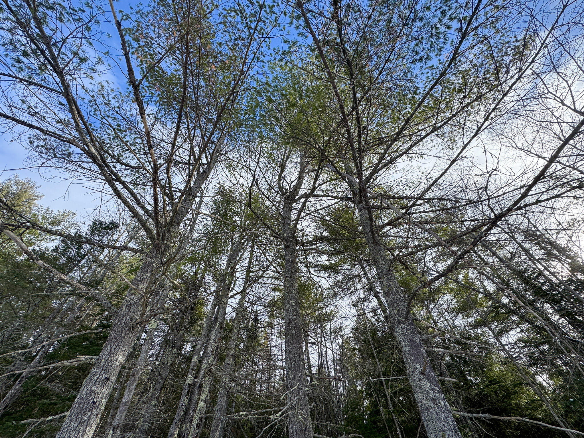 100 Sam Brown Hill Road, Brownfield, ME, 04010