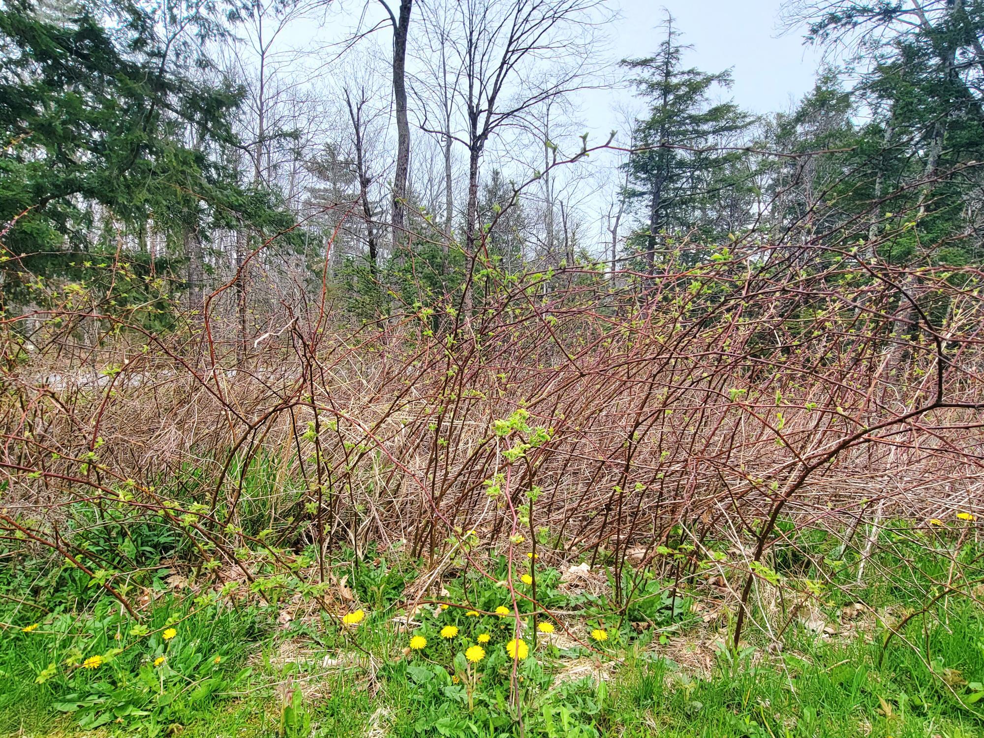 Established Blackberries