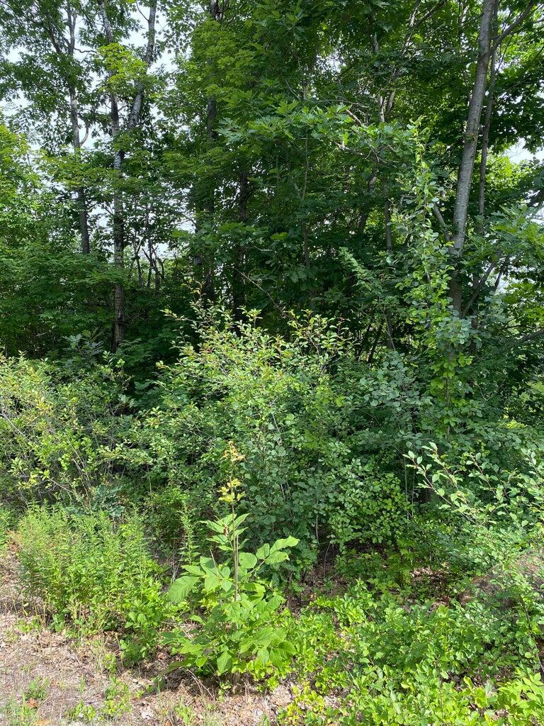 Photo of Lot 58C Heather Lane Falmouth ME 04105