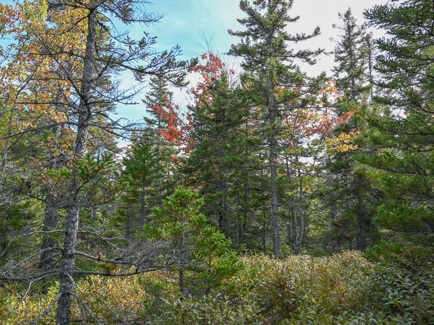 000 Seawall Map/Lot 17/11-04, Southwest Harbor, ME, 04679