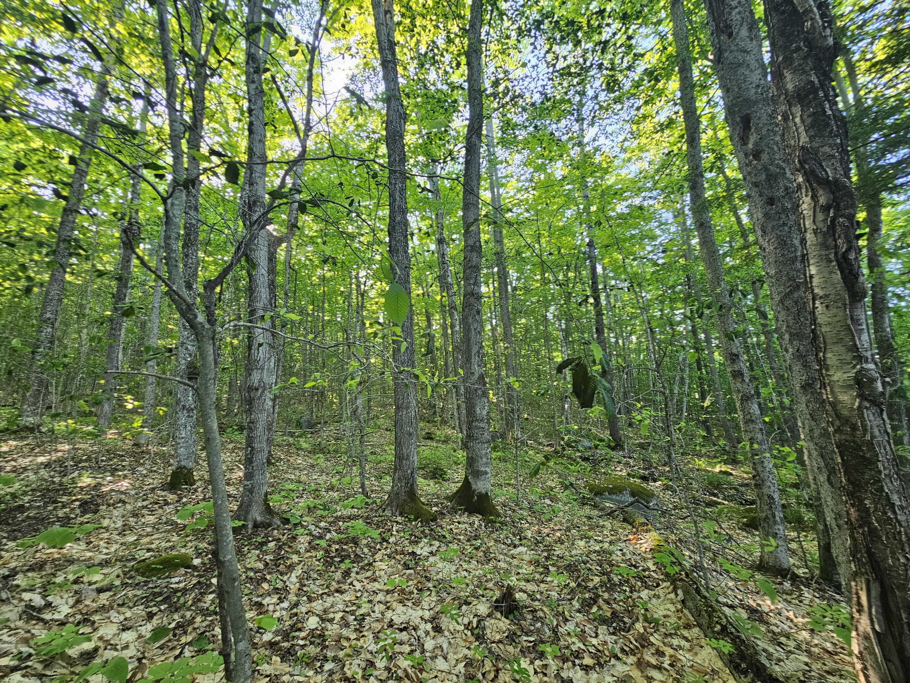 PL5,6,9,10 Great Moose Drive, Hartland, ME, 04493