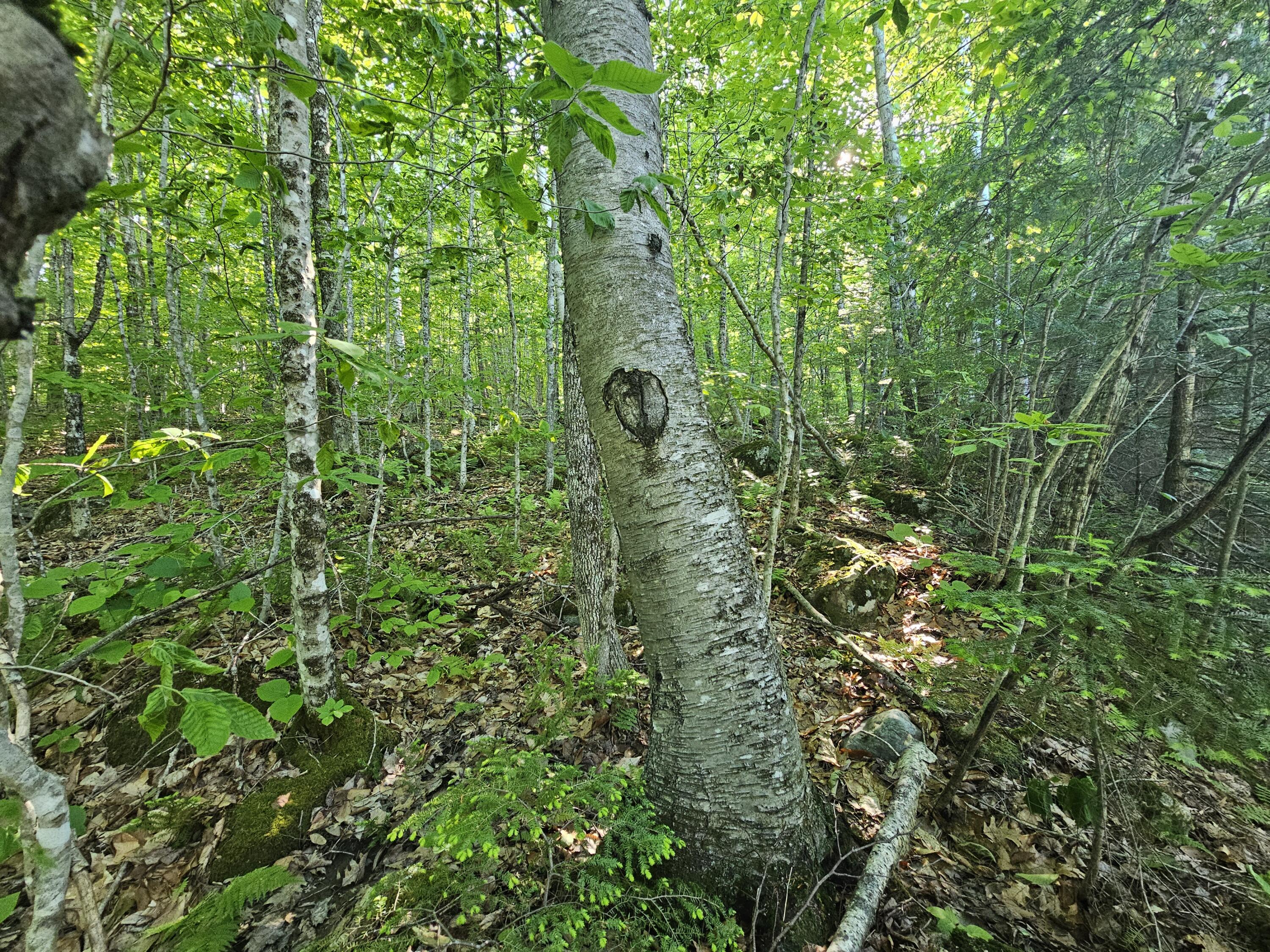 PL5,6,9,10 Great Moose Drive, Hartland, ME, 04493