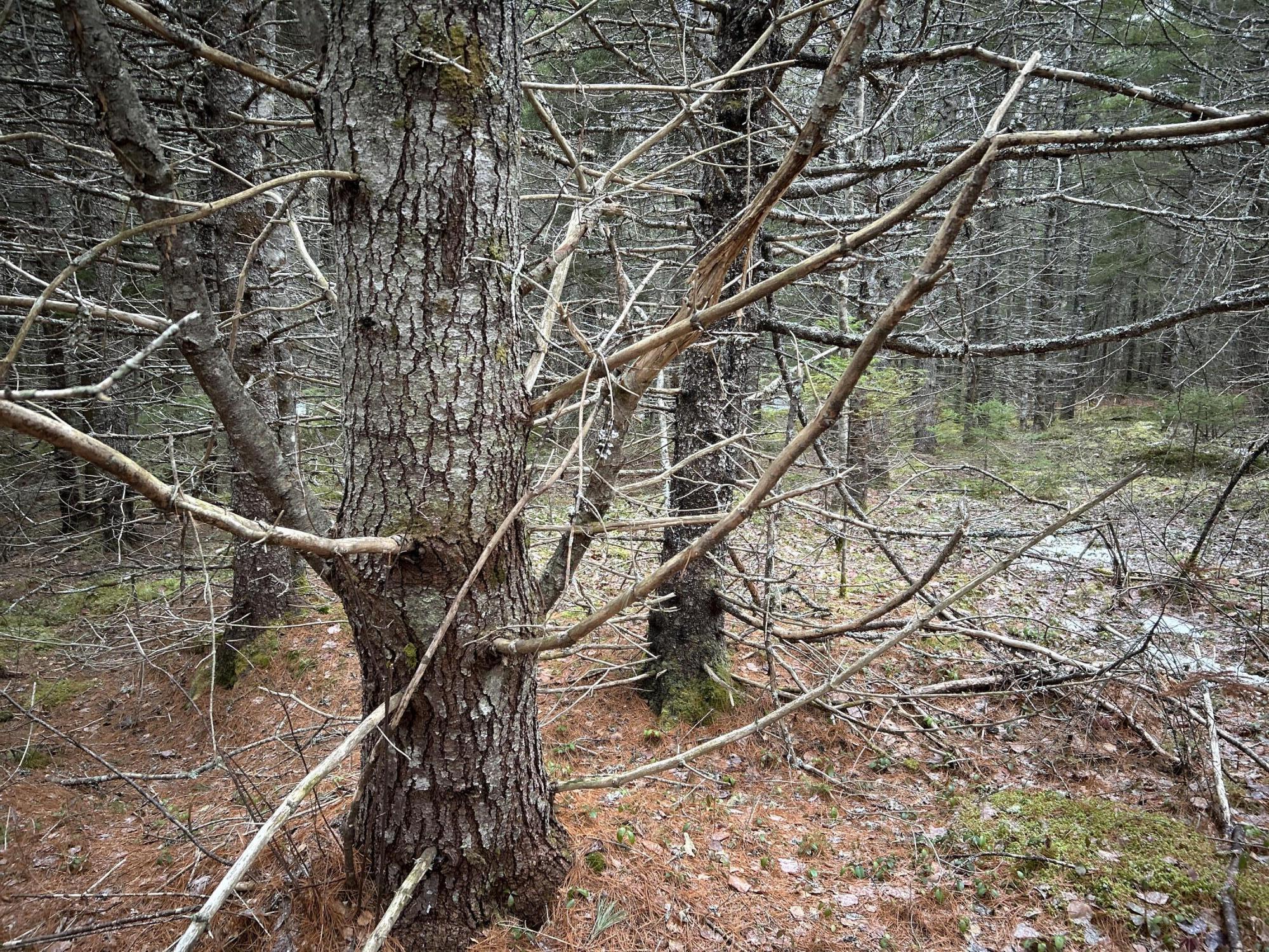 WA31P01L21 Kings Street, Dennysville, ME, 04628