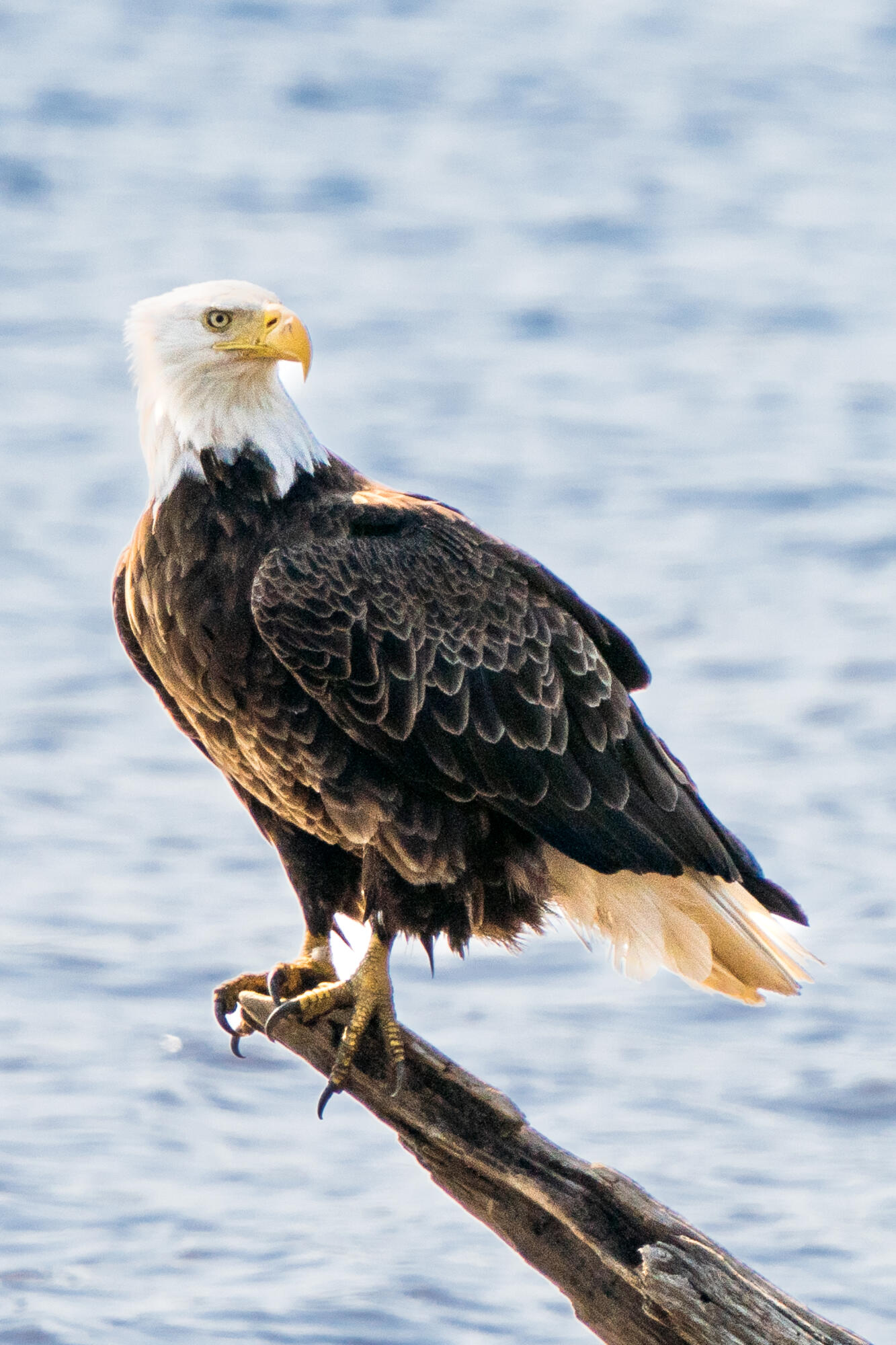 46 River Edge Drive, Woolwich, ME, 04579