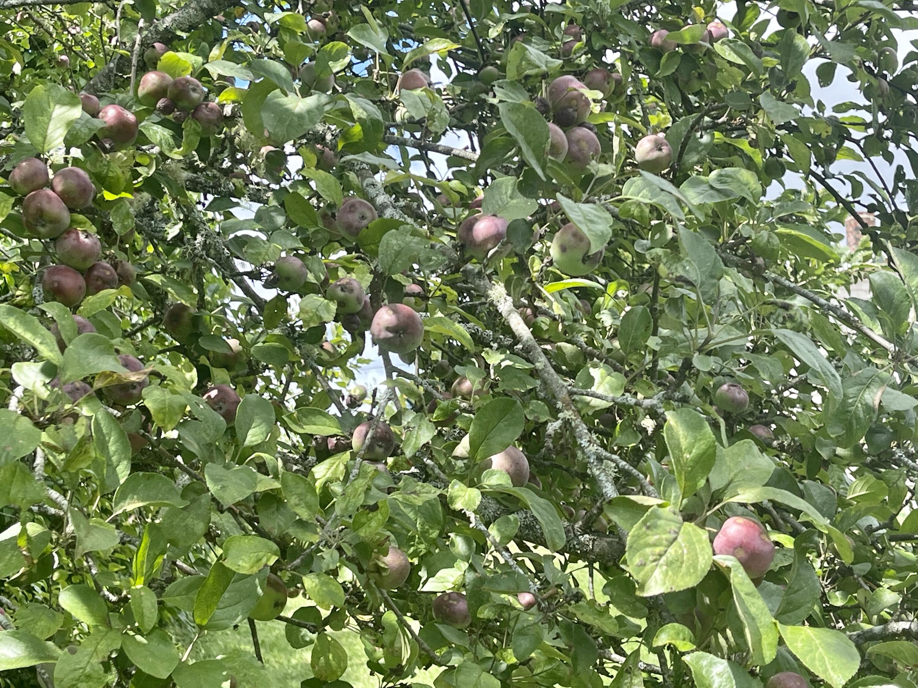 1 Daggett Road, Perry, ME, 04667