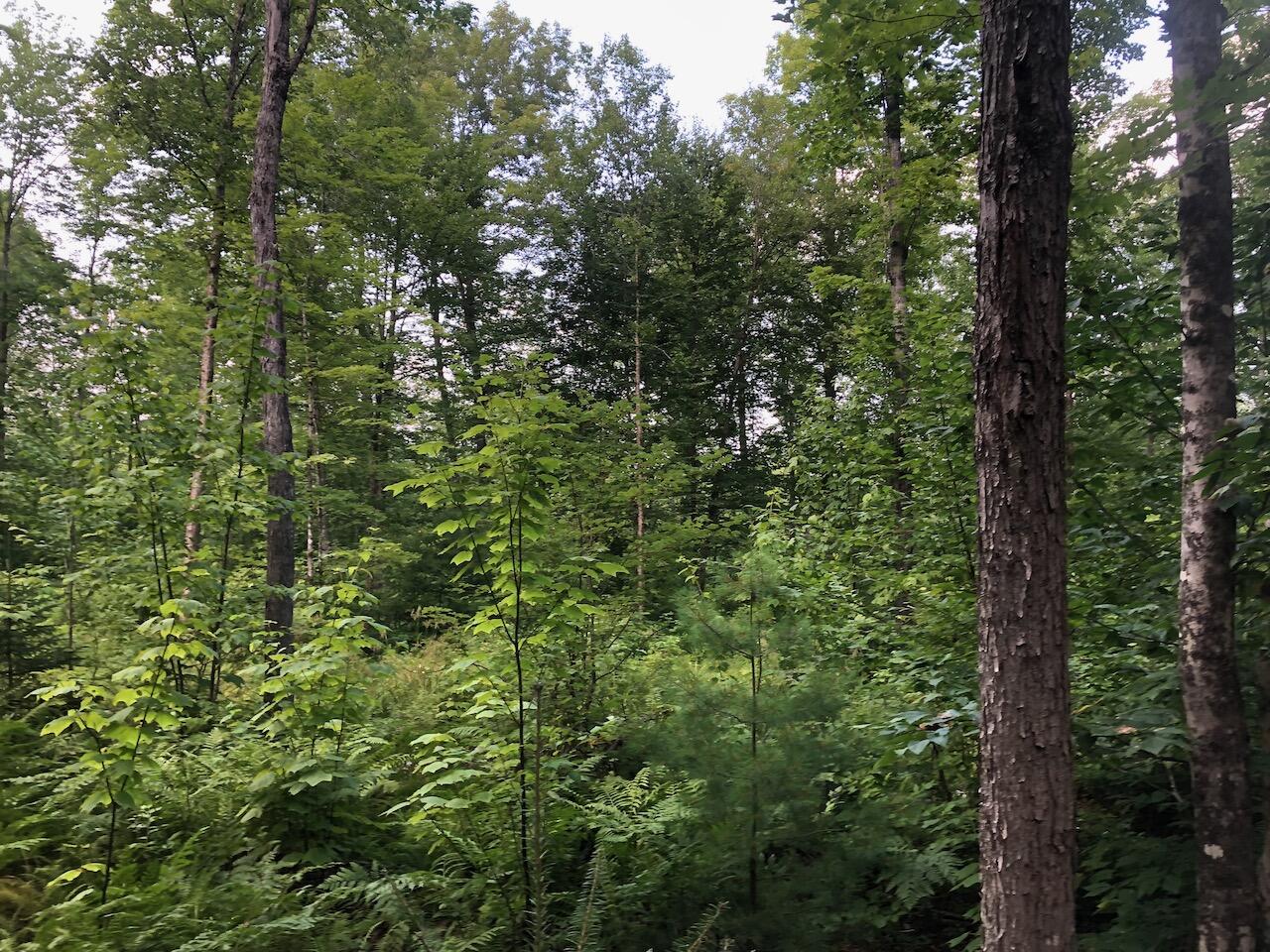 06 Swett Brook Lane, Weld, ME, 04285