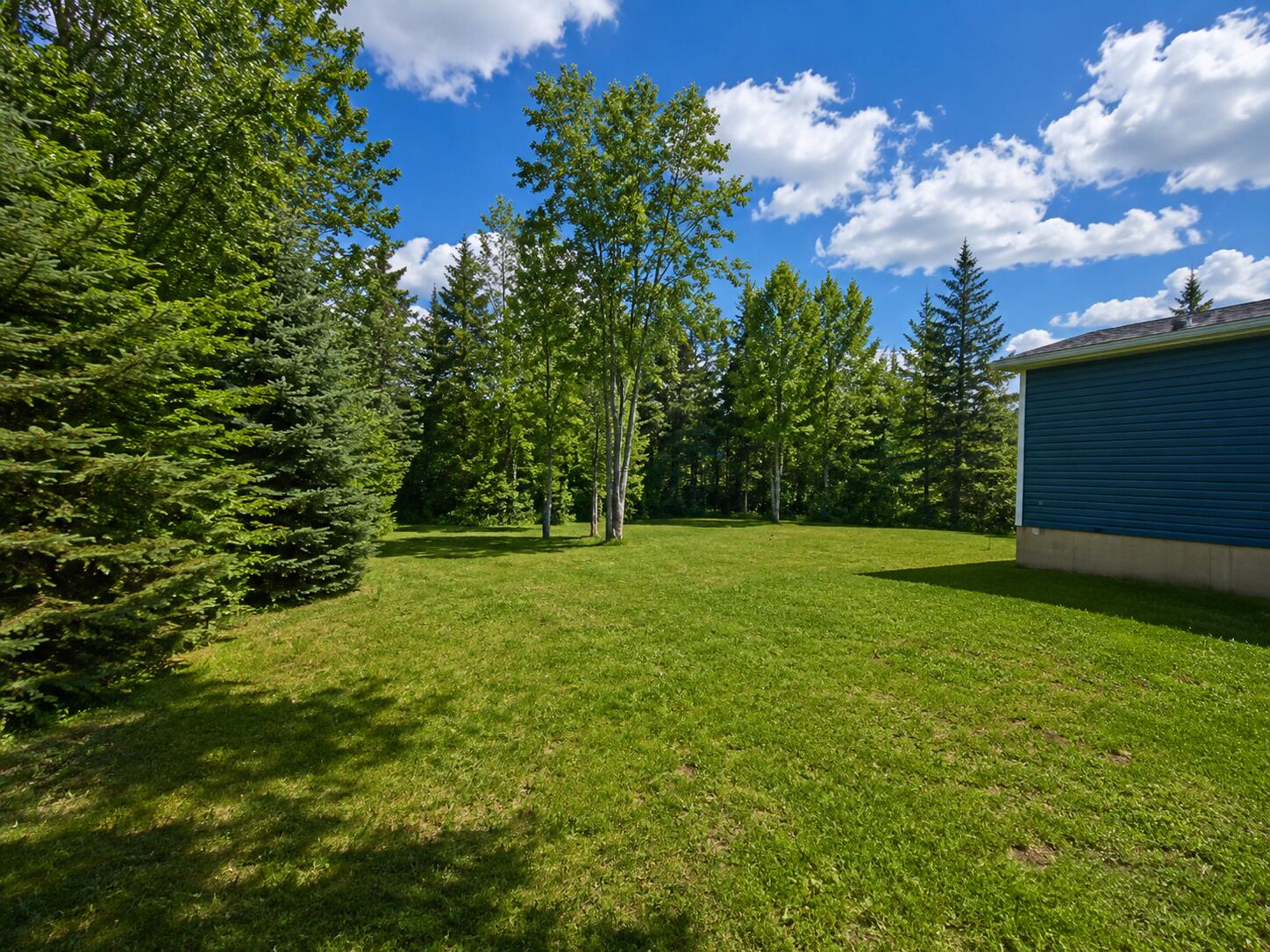 Back yard