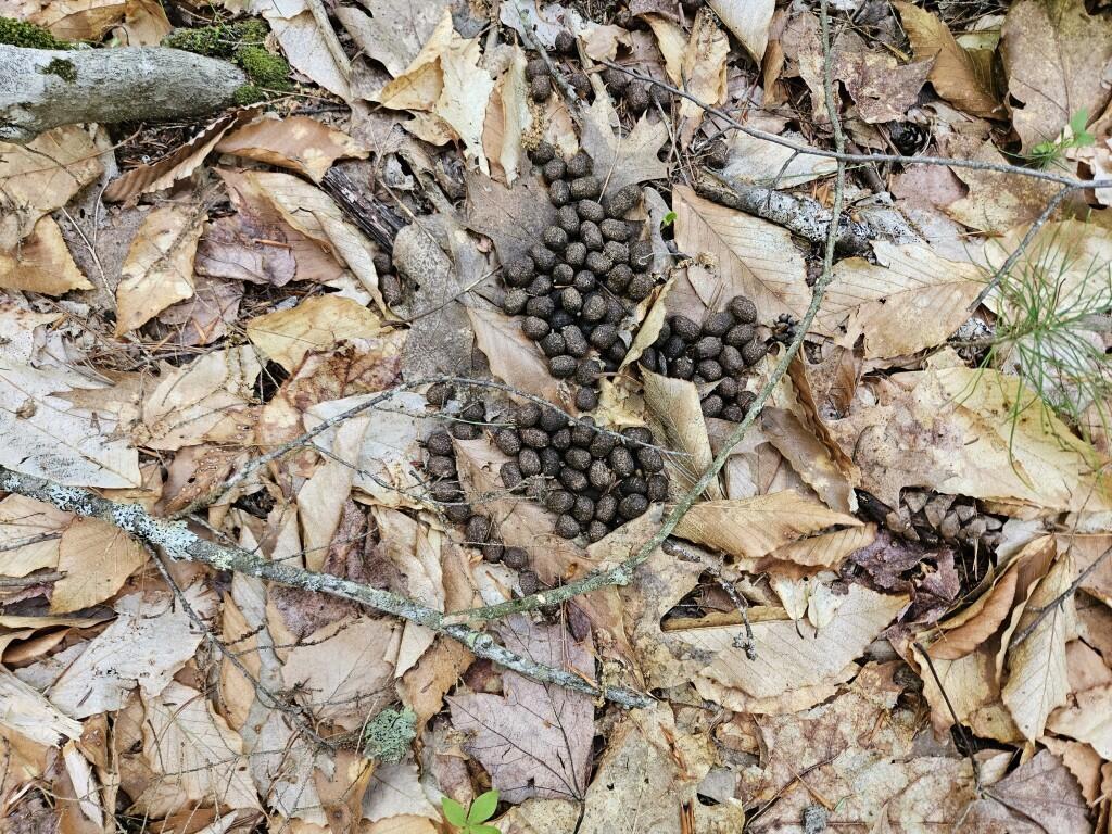 M10L44 Mountain View Road, Fryeburg, ME, 04037