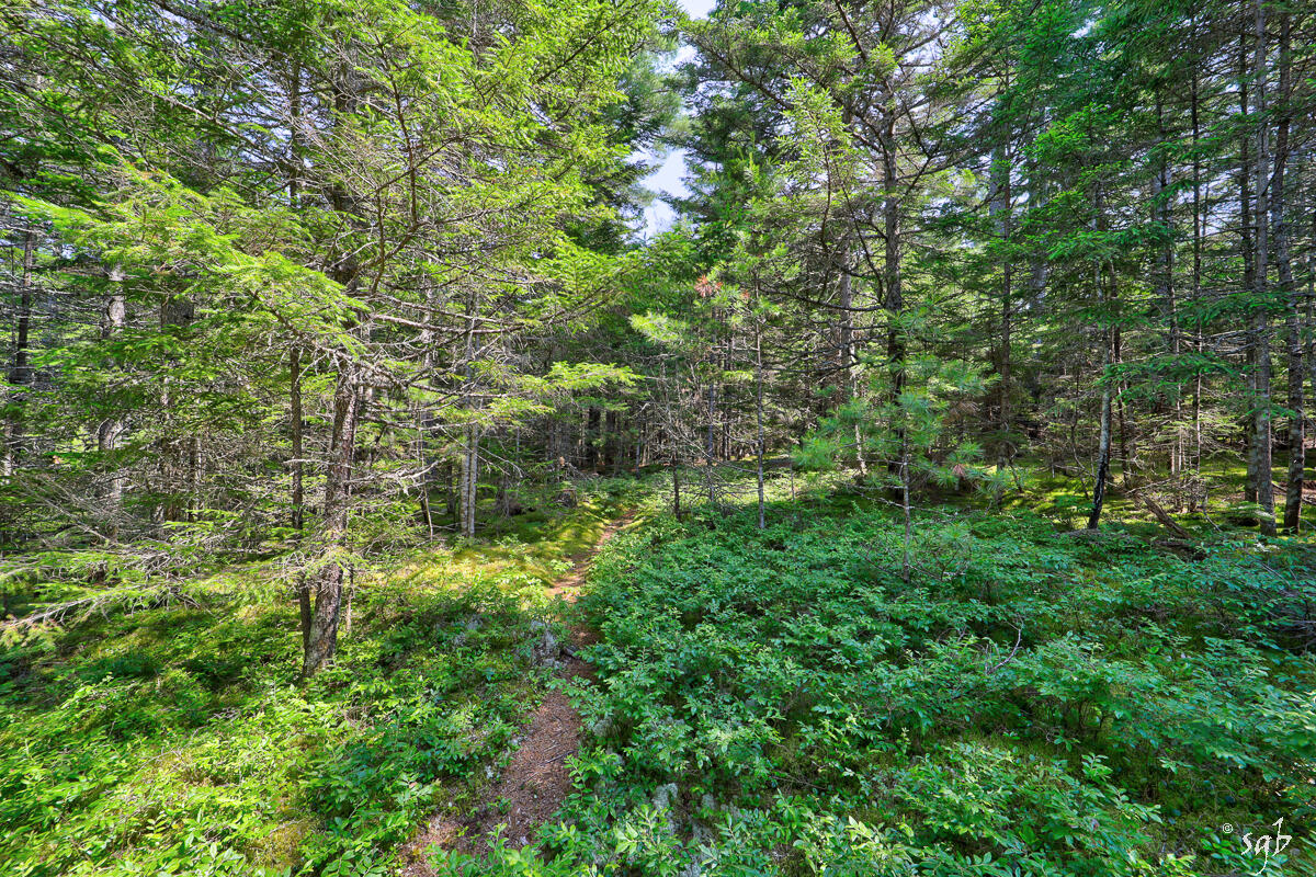 Lot 3 Bear Springs Lane, Surry, ME, 04684