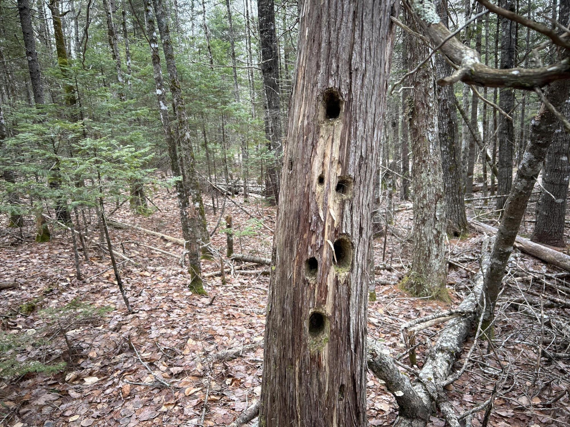 WA31P01L21 Kings Street, Dennysville, ME, 04628