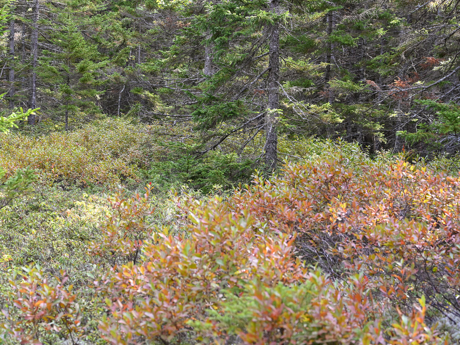 000 Seawall Map/Lot 17/11-04, Southwest Harbor, ME, 04679