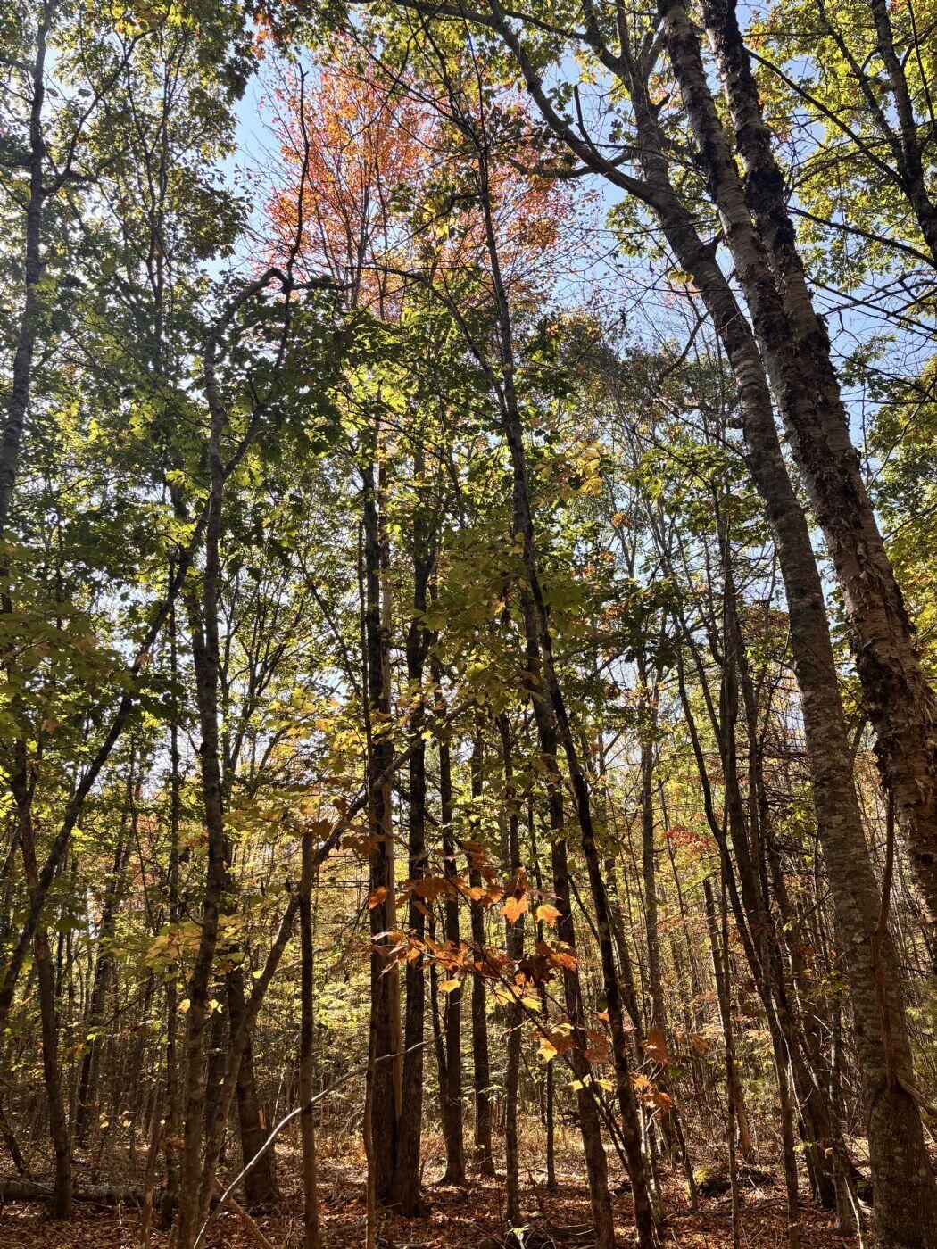 150 Bowden Point Road, Prospect, ME, 04981