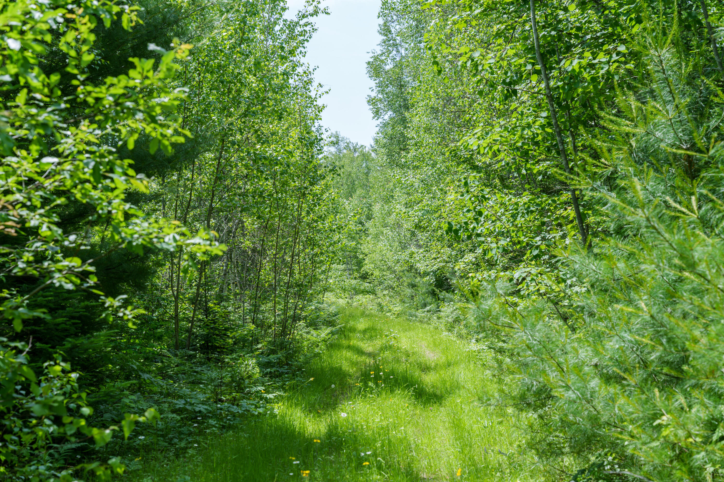 Lot 26-37 Otter Trail, Greenbush, ME, 04418