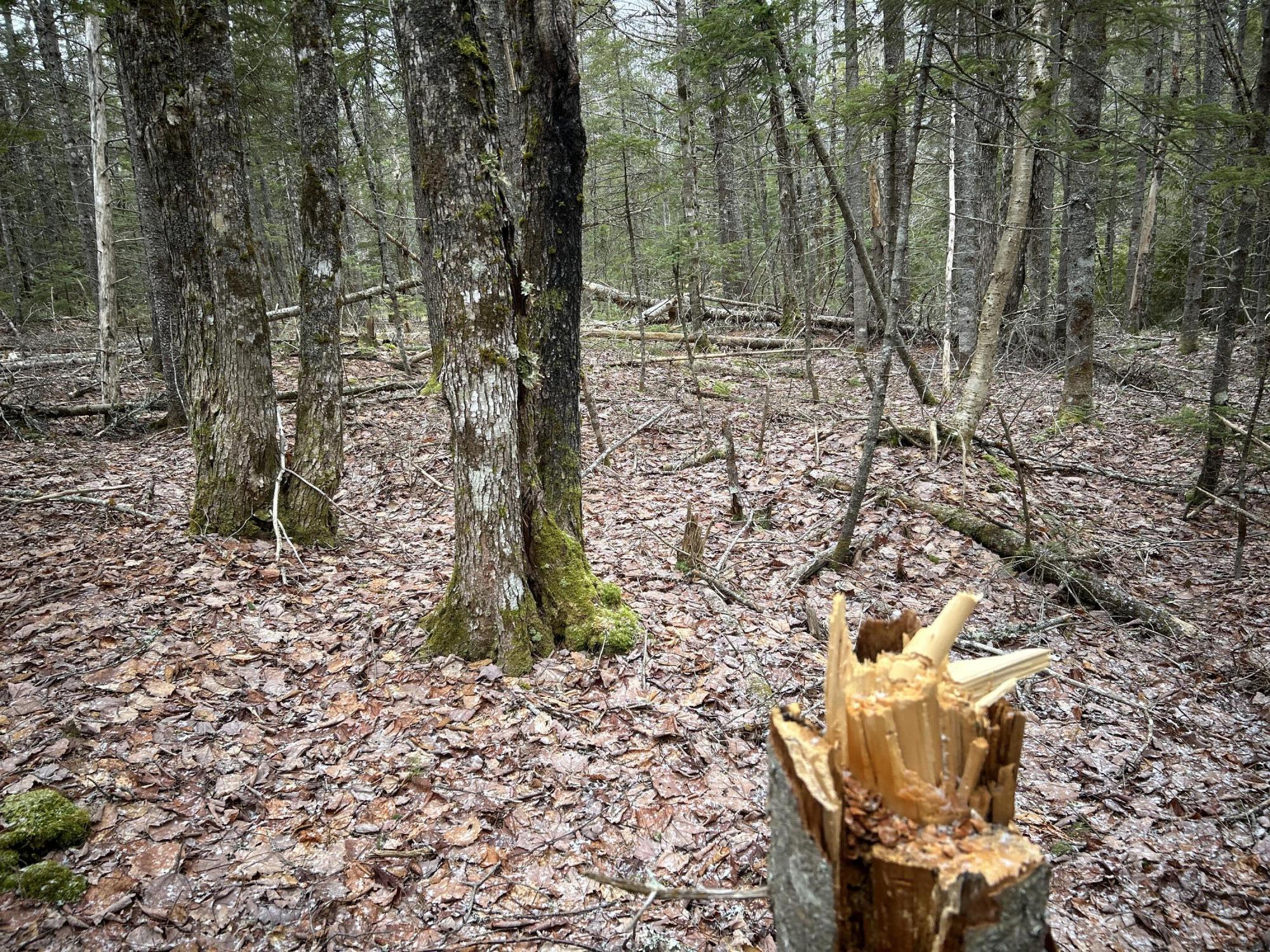 WA31P01L21 Kings Street, Dennysville, ME, 04628