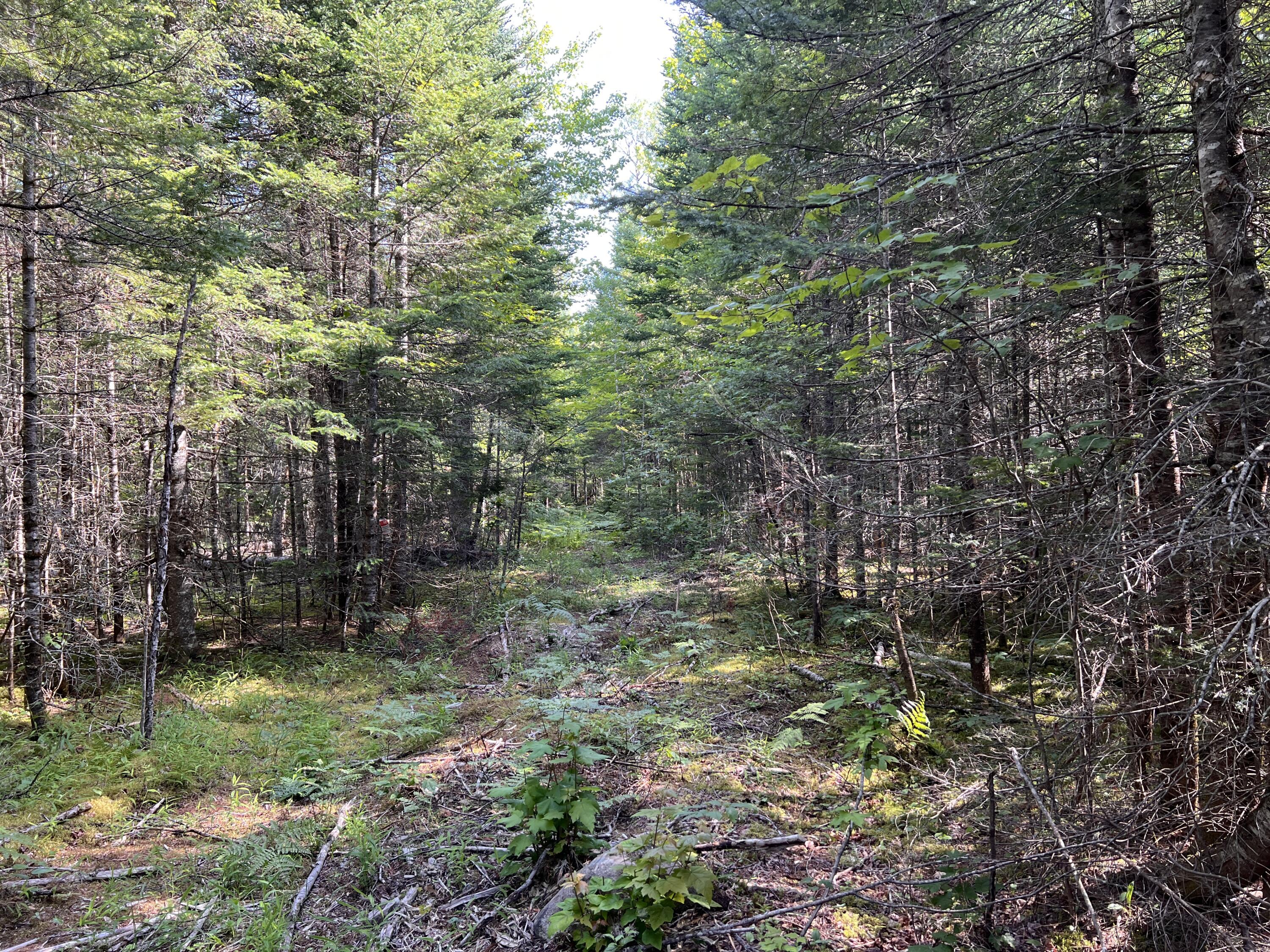 lot 6 & 8 Franklin Realty Road, Haynesville, ME 04497 IMG_4481