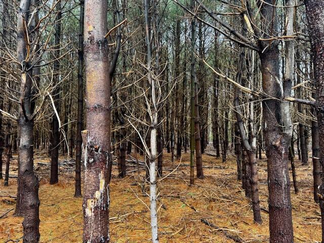 SO 001 Plan 2 Lot 16.1 Long Falls Dam Road, Lexington Twp, ME, 04961