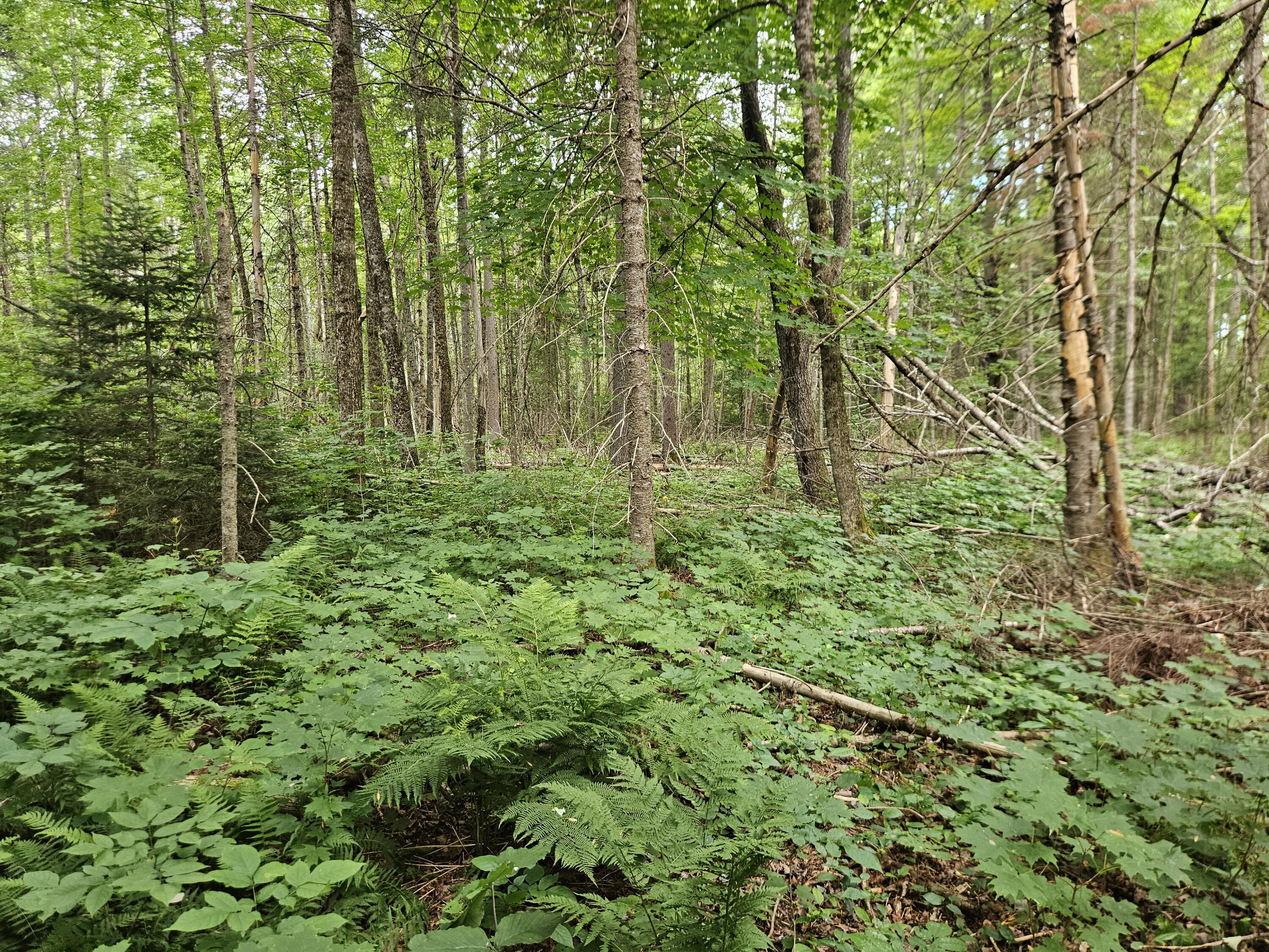 10 Moosehorn Road, Abbot, ME 04406 20260716_095322